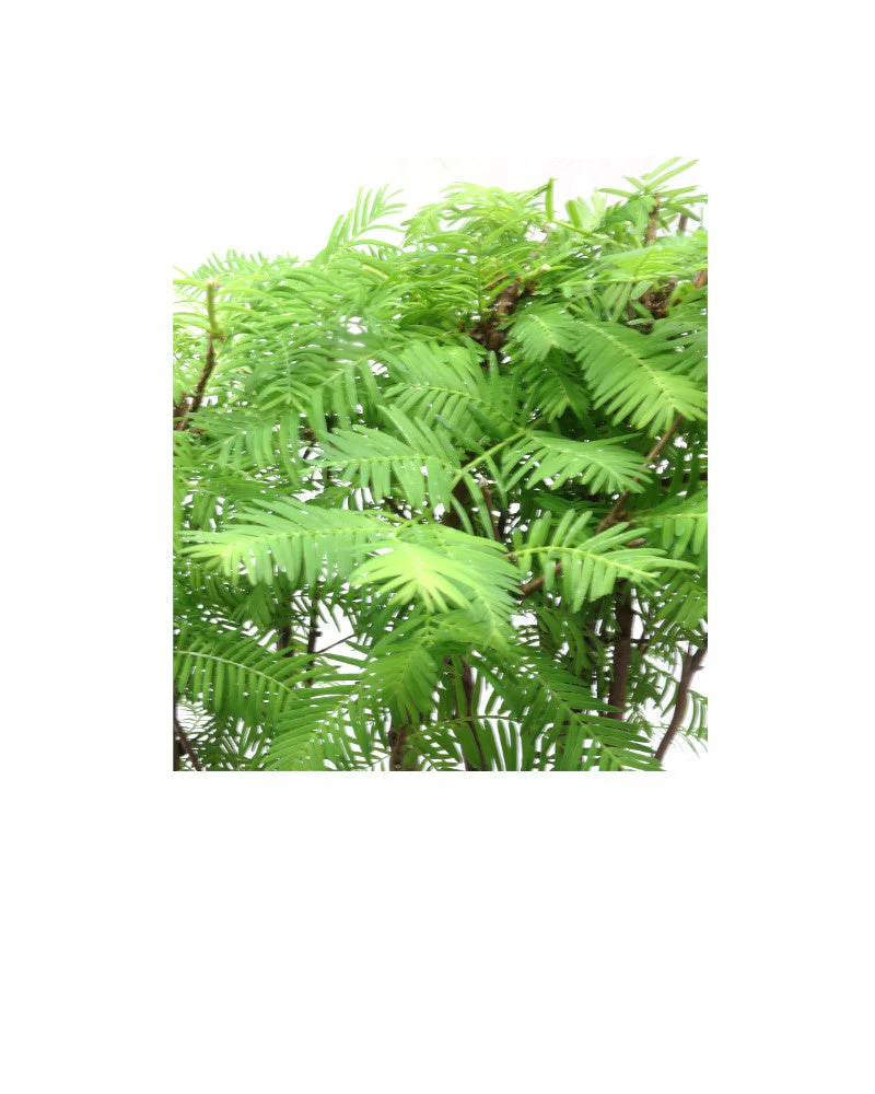 Metasequoia glyptostroboides groep 5 ovale pot 30cm, hoogte ~35cm - Image 4