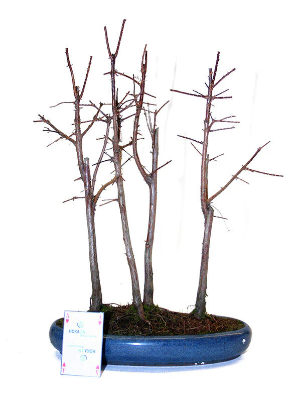 Metasequoia glyptostroboides groep 5 ovale pot 30cm, hoogte ~35cm - Image 5