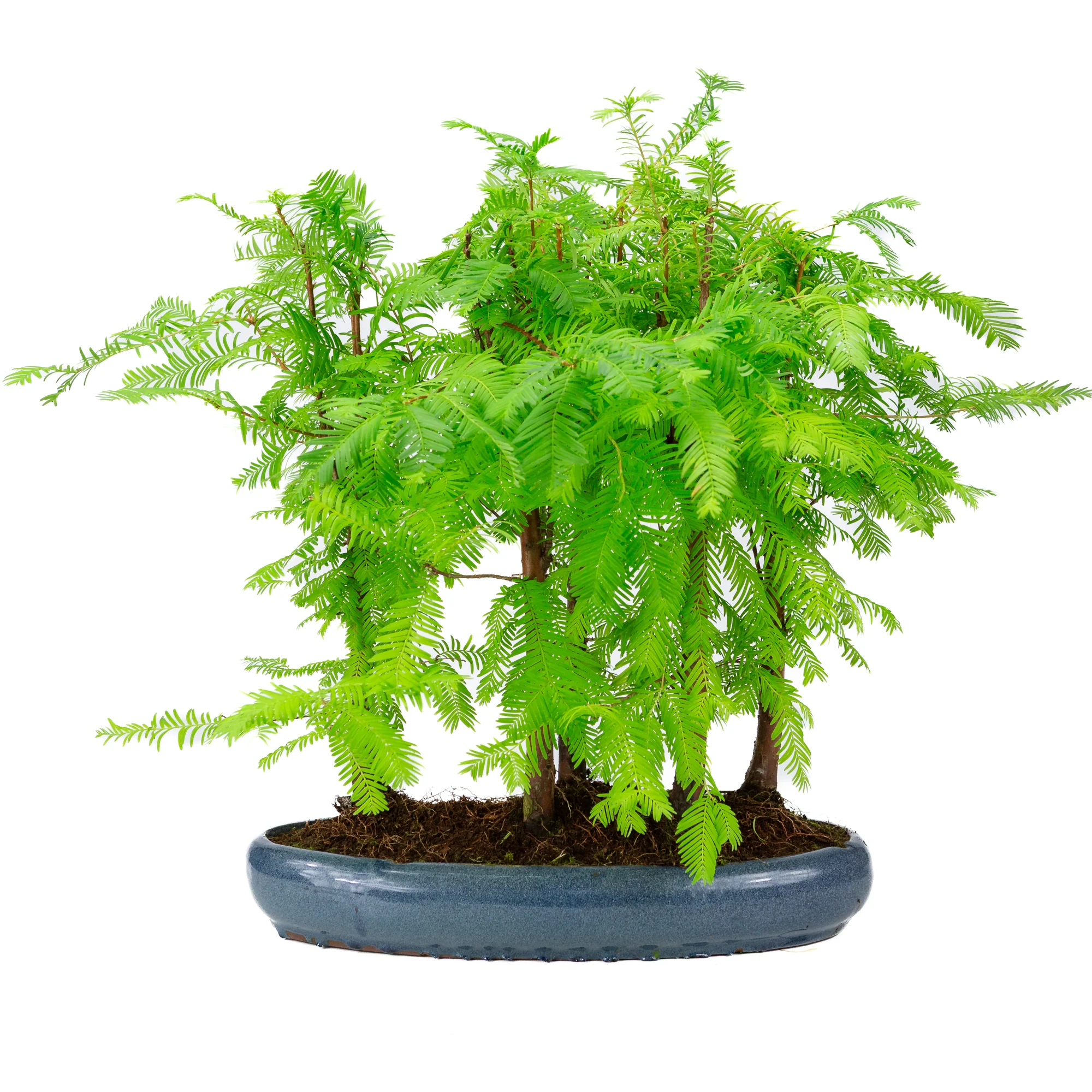 Metasequoia glyptostroboides groep 5 ovale pot 35cm, hoogte ~48cm