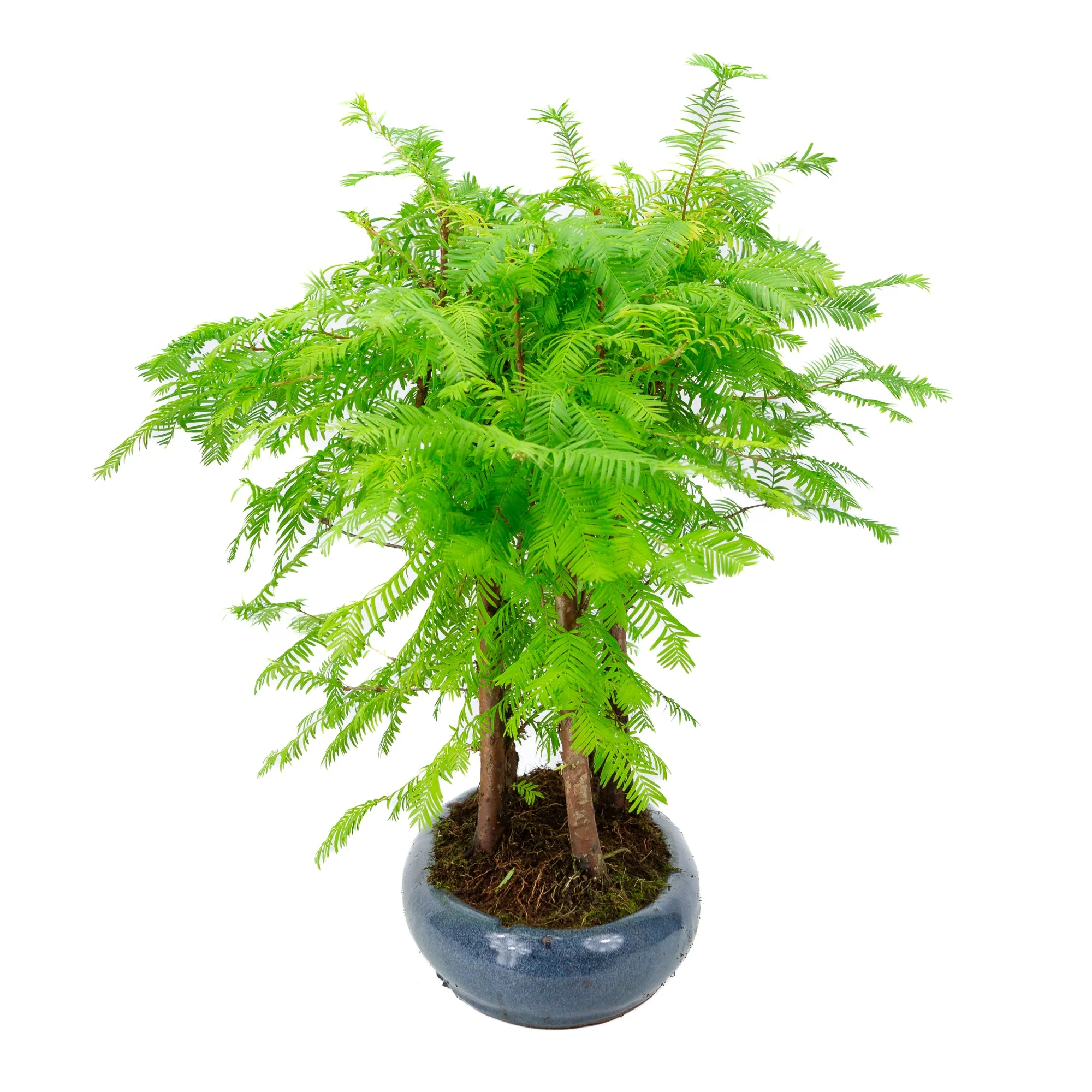 Metasequoia glyptostroboides groep 5 ovale pot 35cm, hoogte ~48cm - Image 2