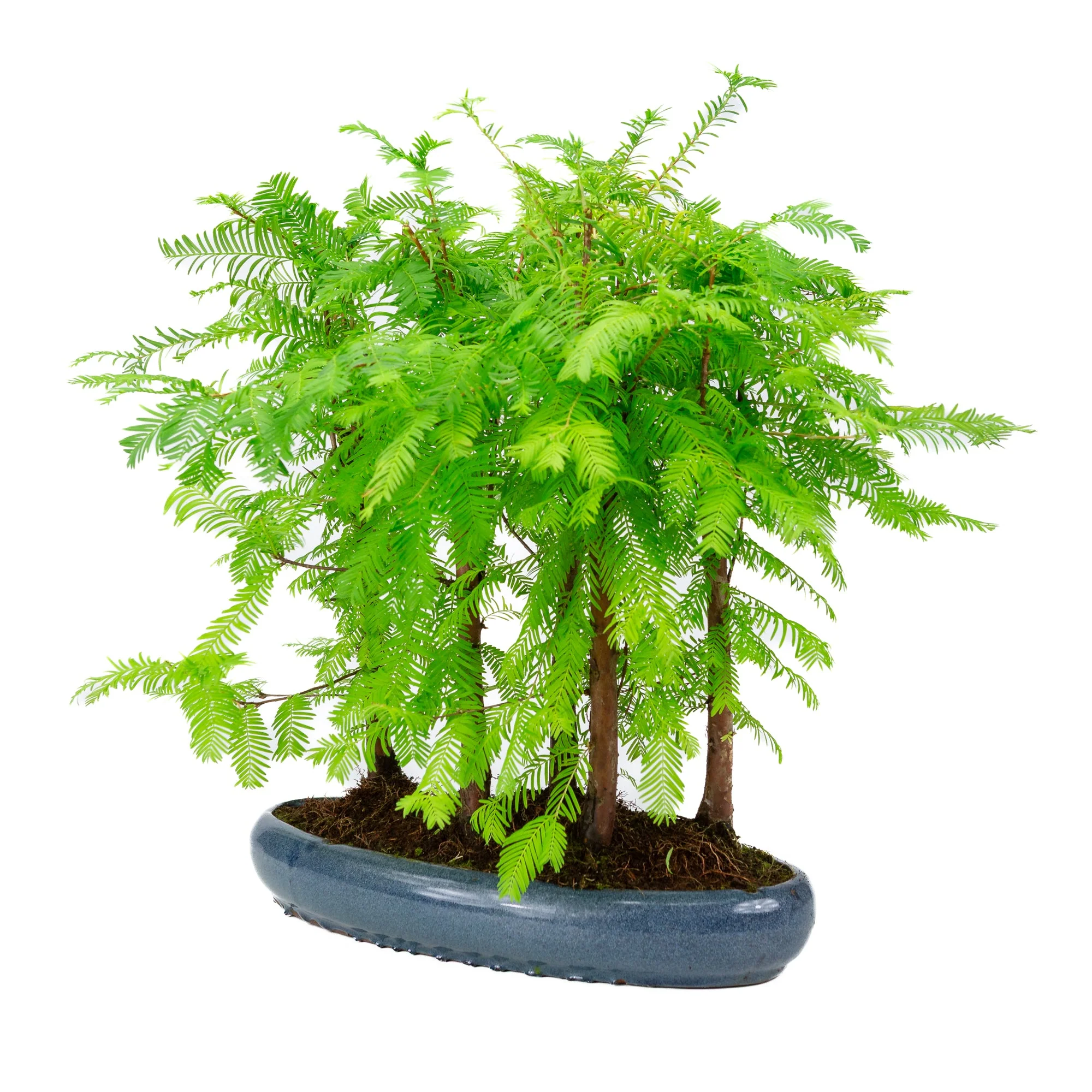 Metasequoia glyptostroboides groep 5 ovale pot 35cm, hoogte ~48cm - Image 3