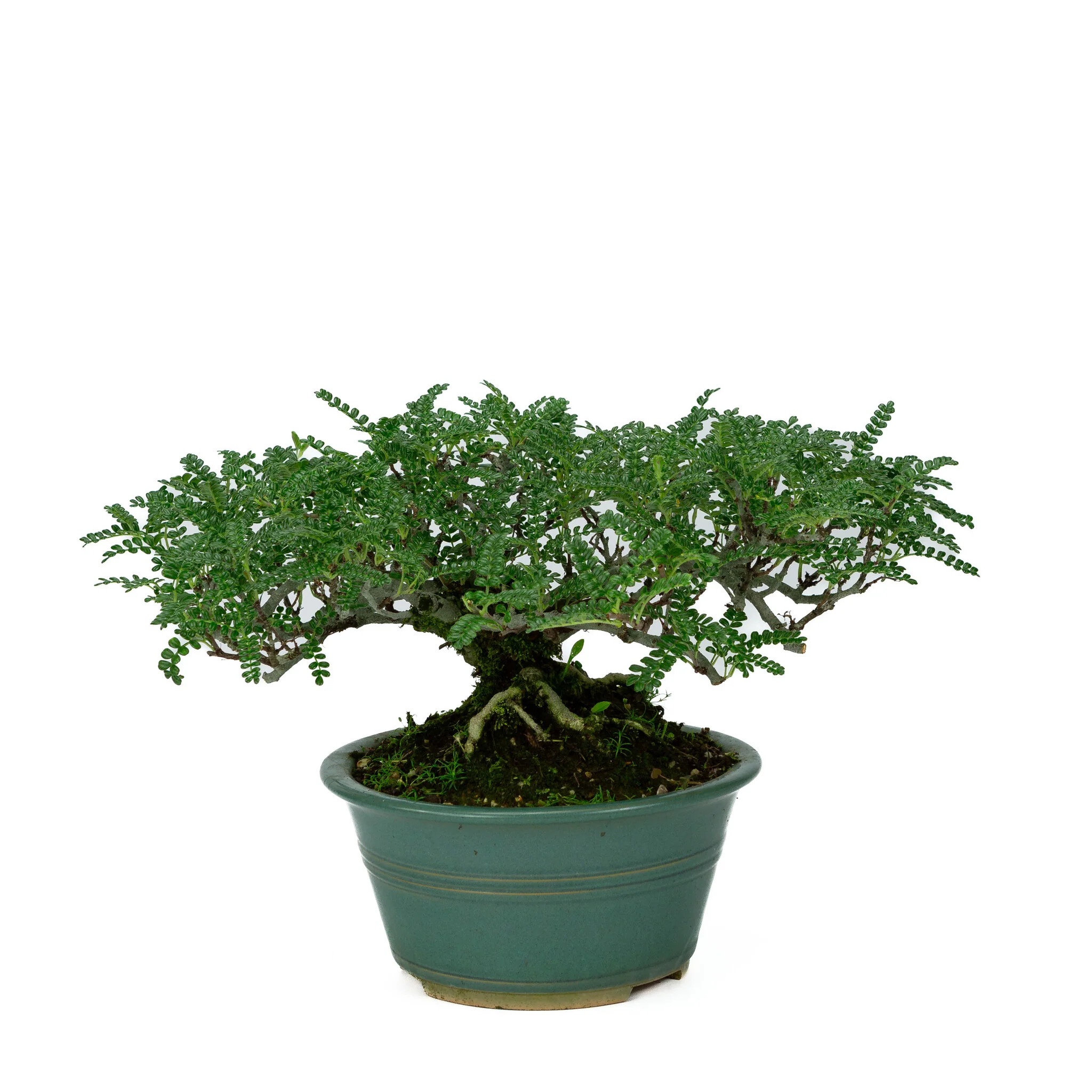 Miniatuur 1