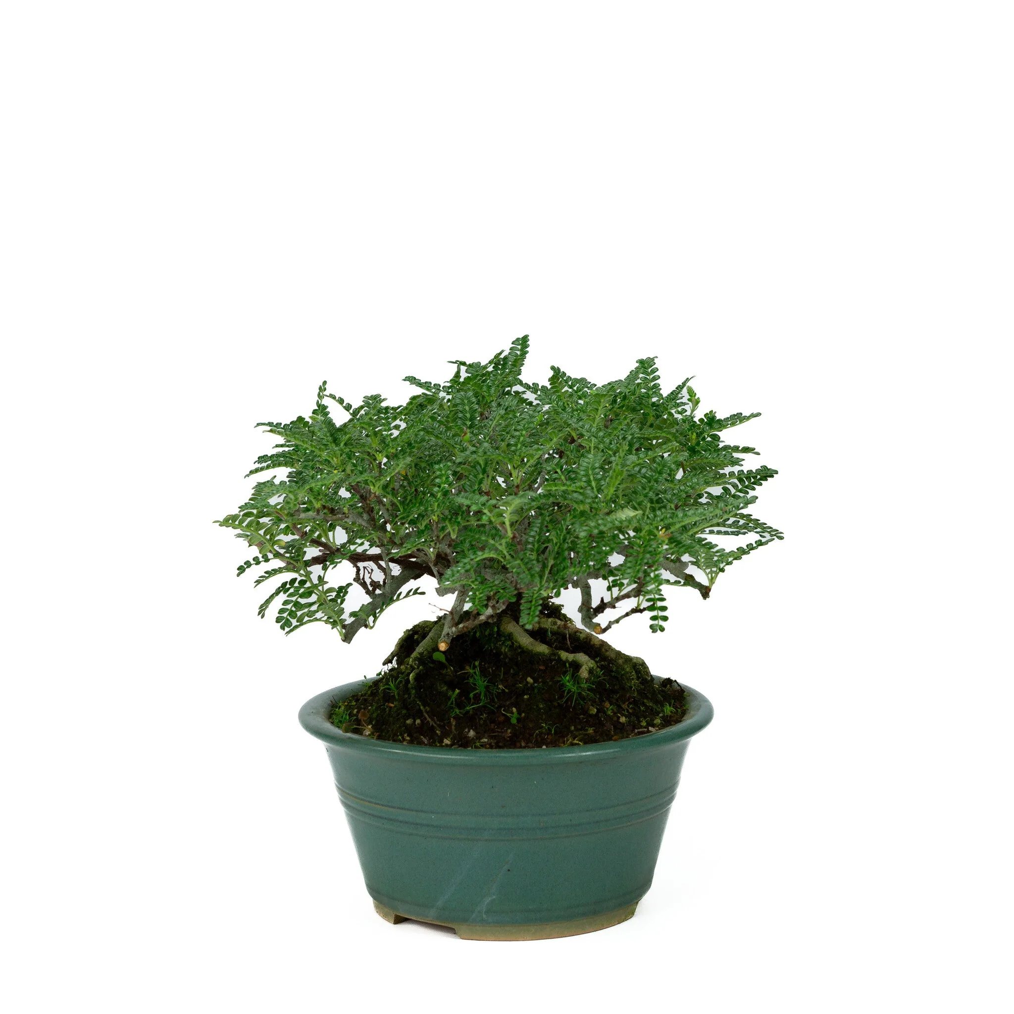 Miniatuur 2