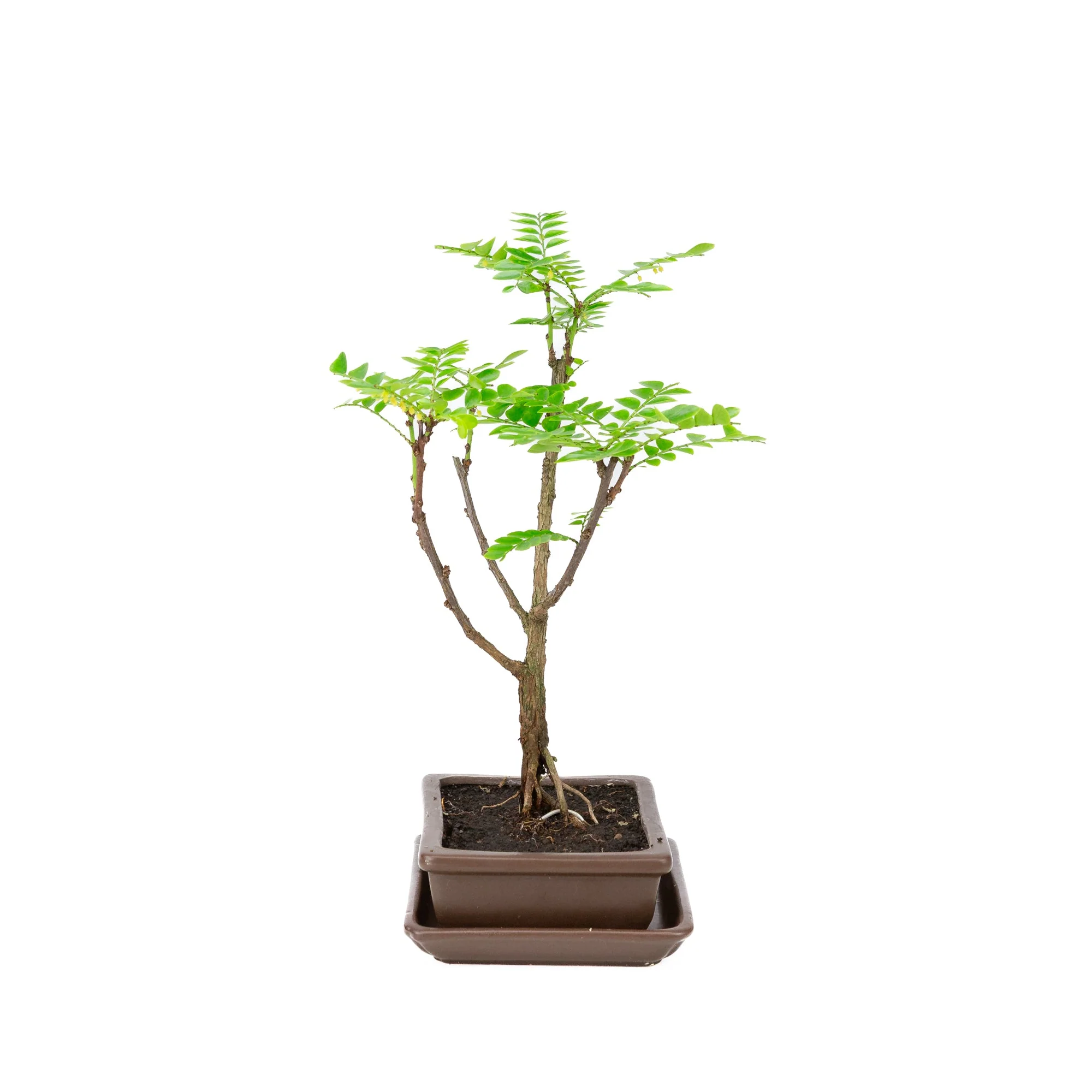 Phyllanthus buxifolius Bonsai in bruine pot 15.5cm, hoogte ~33cm - Image 2