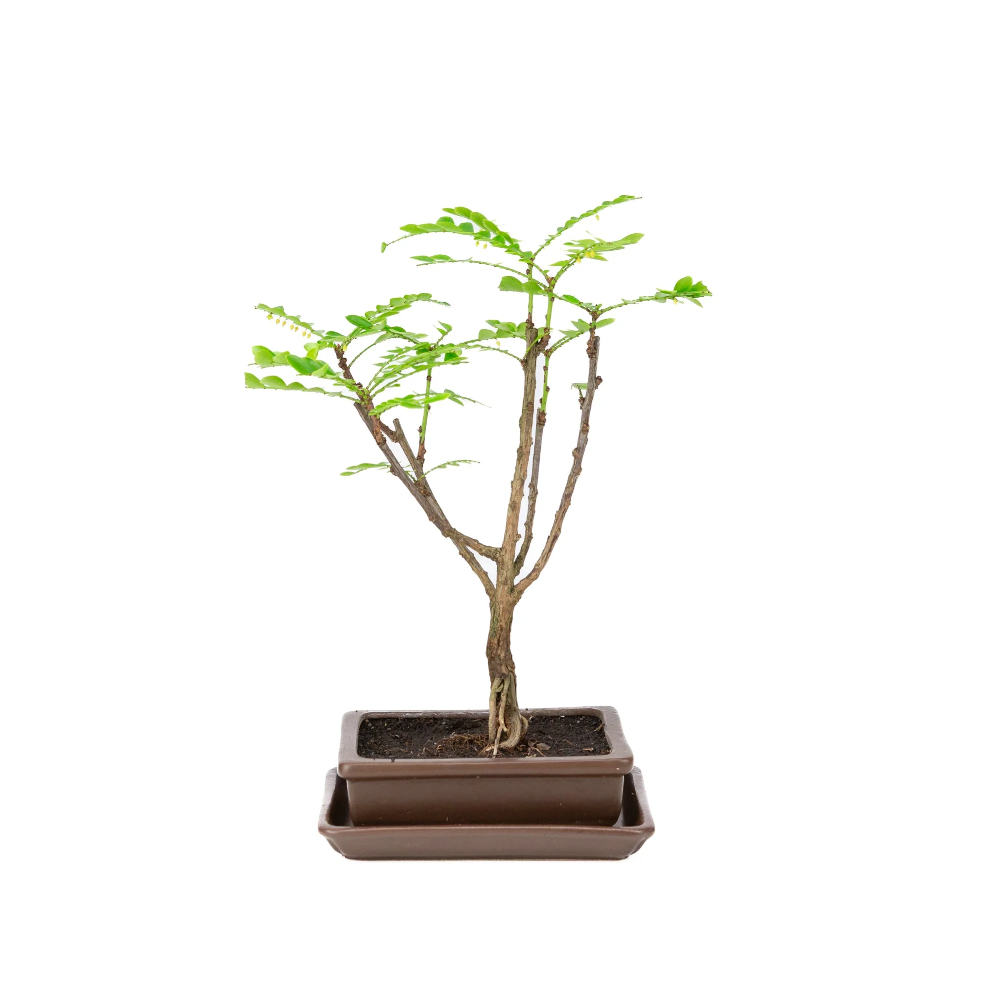 Phyllanthus buxifolius Bonsai in bruine pot 15.5cm, hoogte ~33cm - Image 3