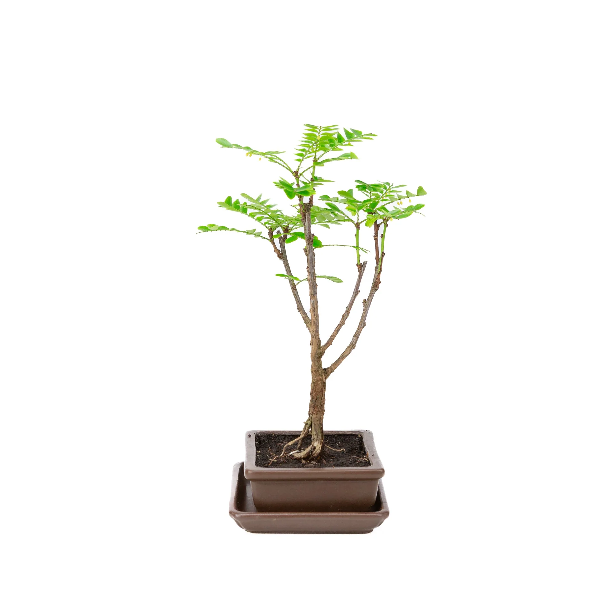 Phyllanthus buxifolius Bonsai in bruine pot 15.5cm, hoogte ~33cm - Image 4