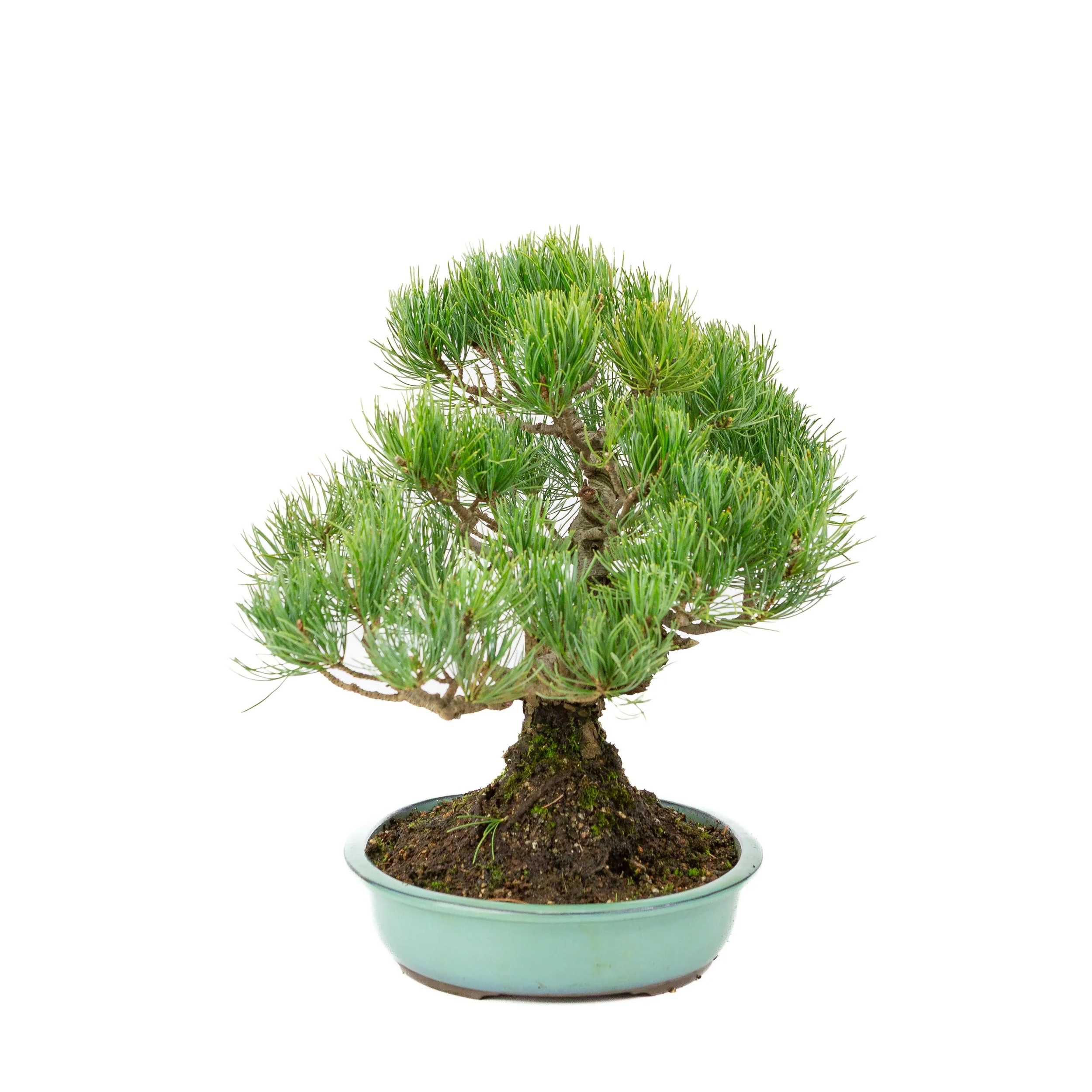 Pinus parviflora turquoise pot 28cm, hoogte ~35cm - Image 2