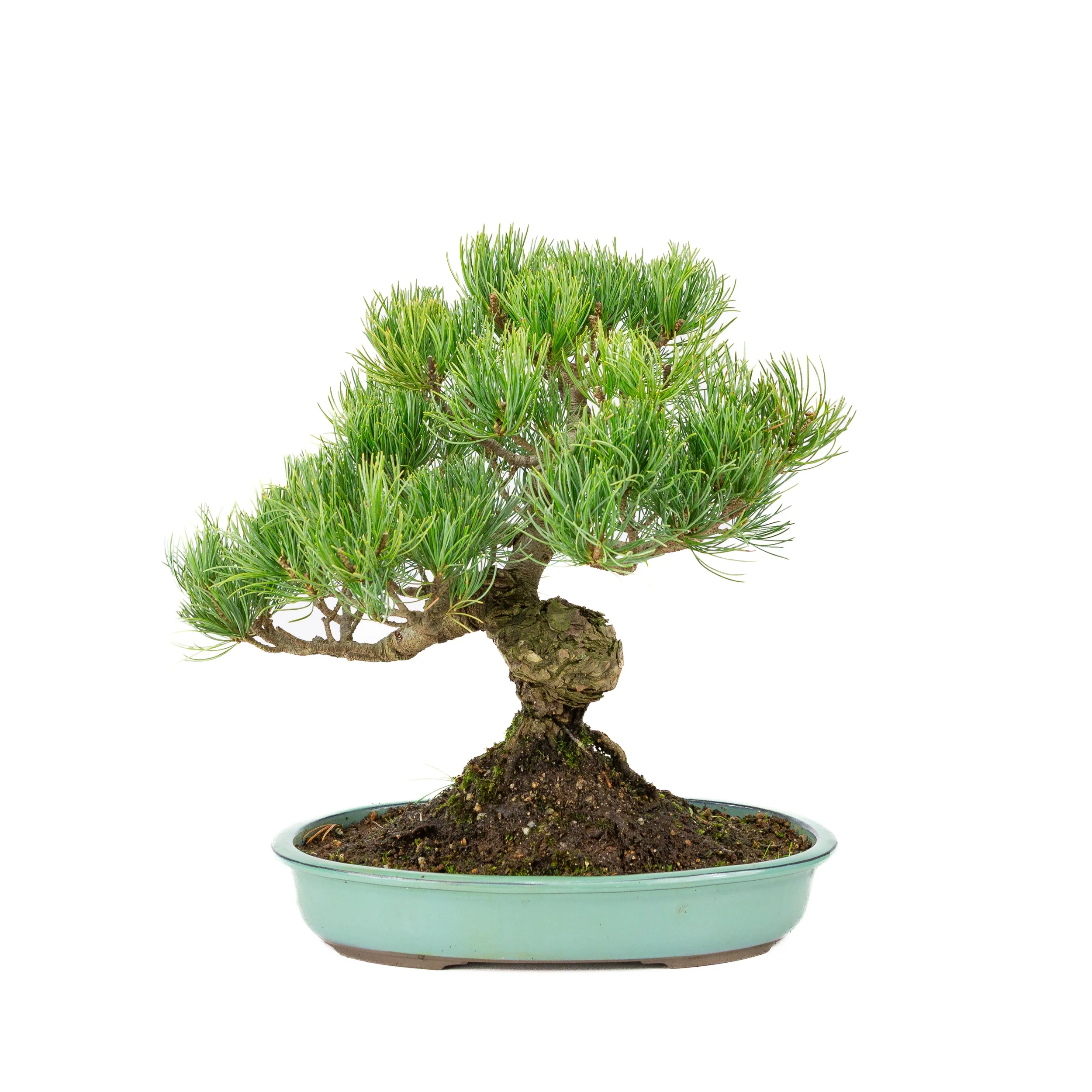 Pinus parviflora turquoise pot 28cm, hoogte ~35cm - Image 3