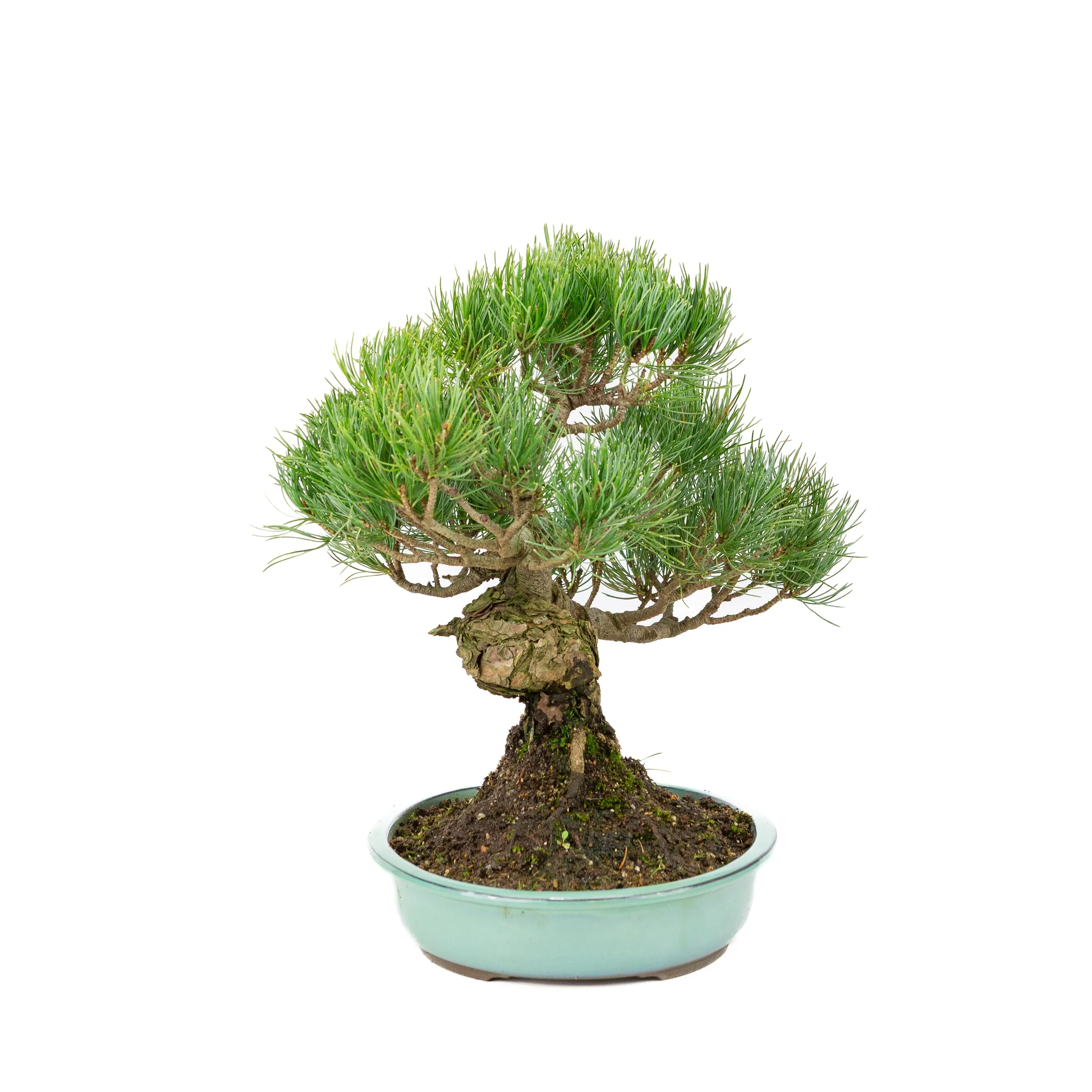 Pinus parviflora turquoise pot 28cm, hoogte ~35cm - Image 4
