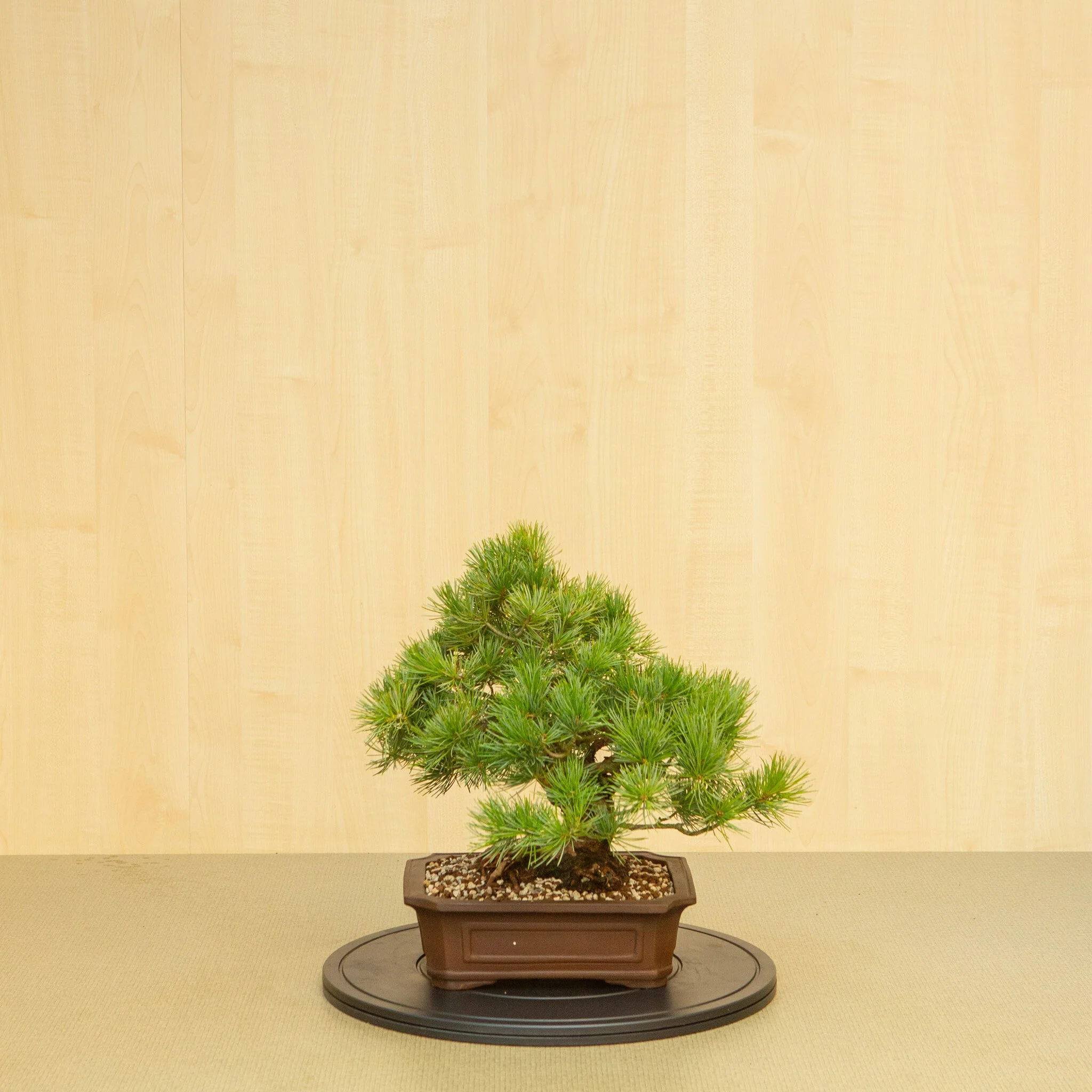 Pinus parviflora ongeglazuurde Mokko pot 25 cm, hoogte ~39 cm - Image 3