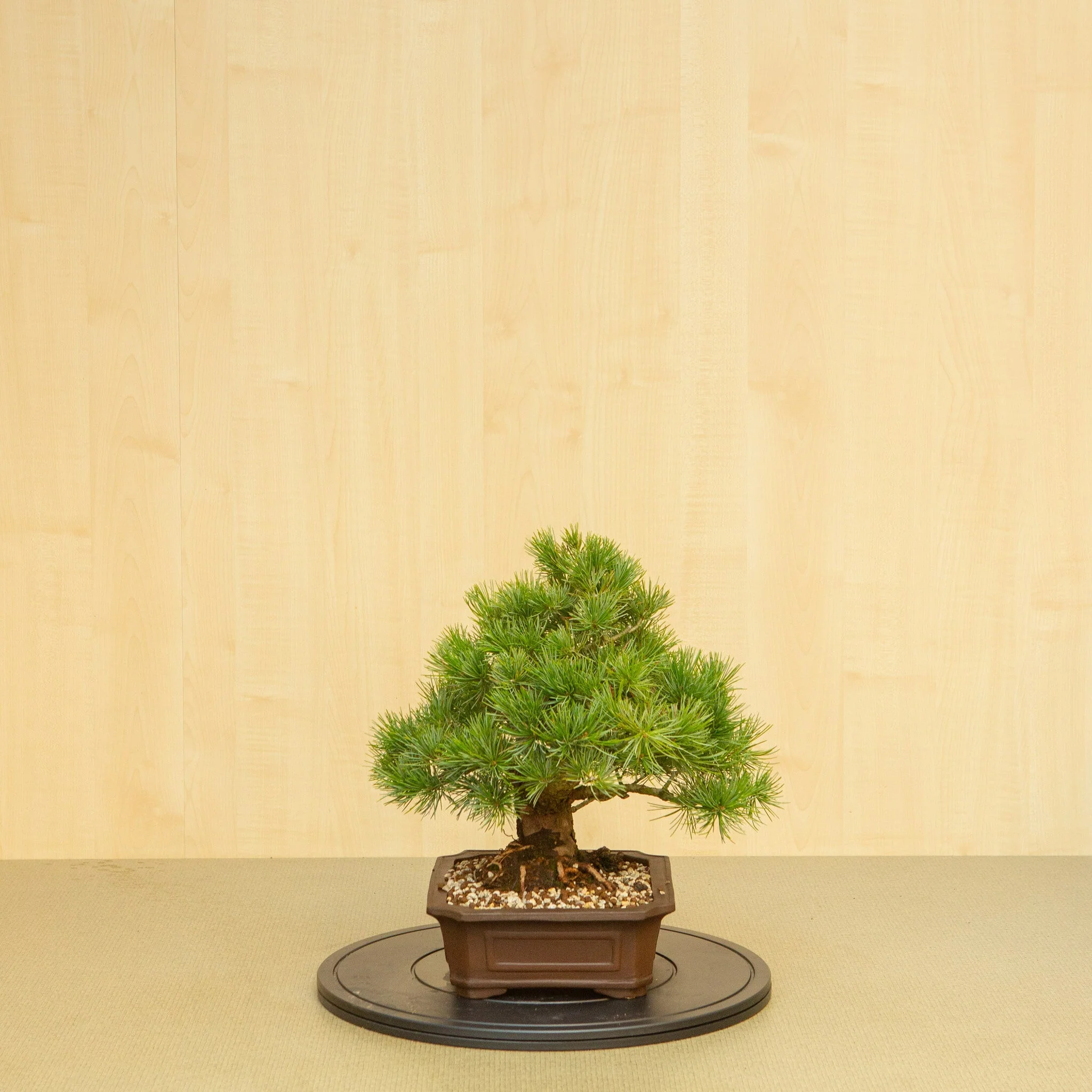 Pinus parviflora ongeglazuurde Mokko pot 25 cm, hoogte ~39 cm - Image 4