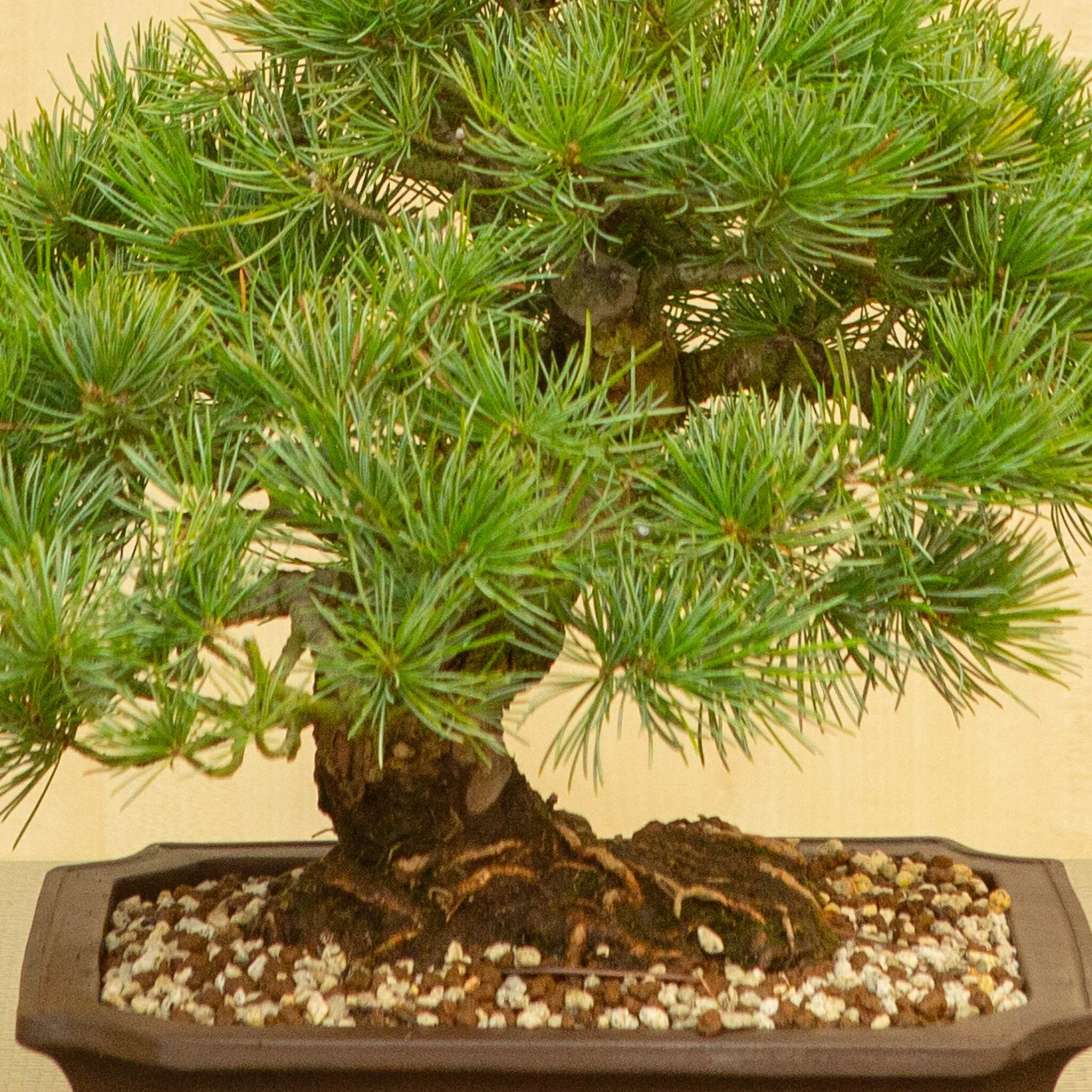 Pinus parviflora ongeglazuurde Mokko pot 25 cm, hoogte ~39 cm - Image 5