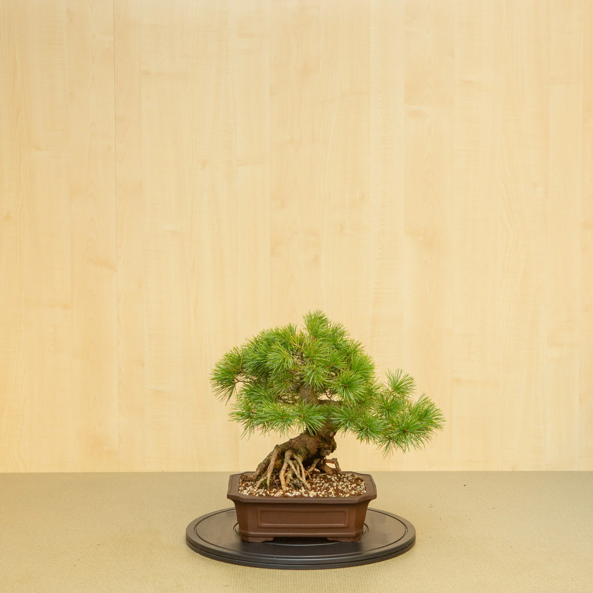 Miniatuur 1