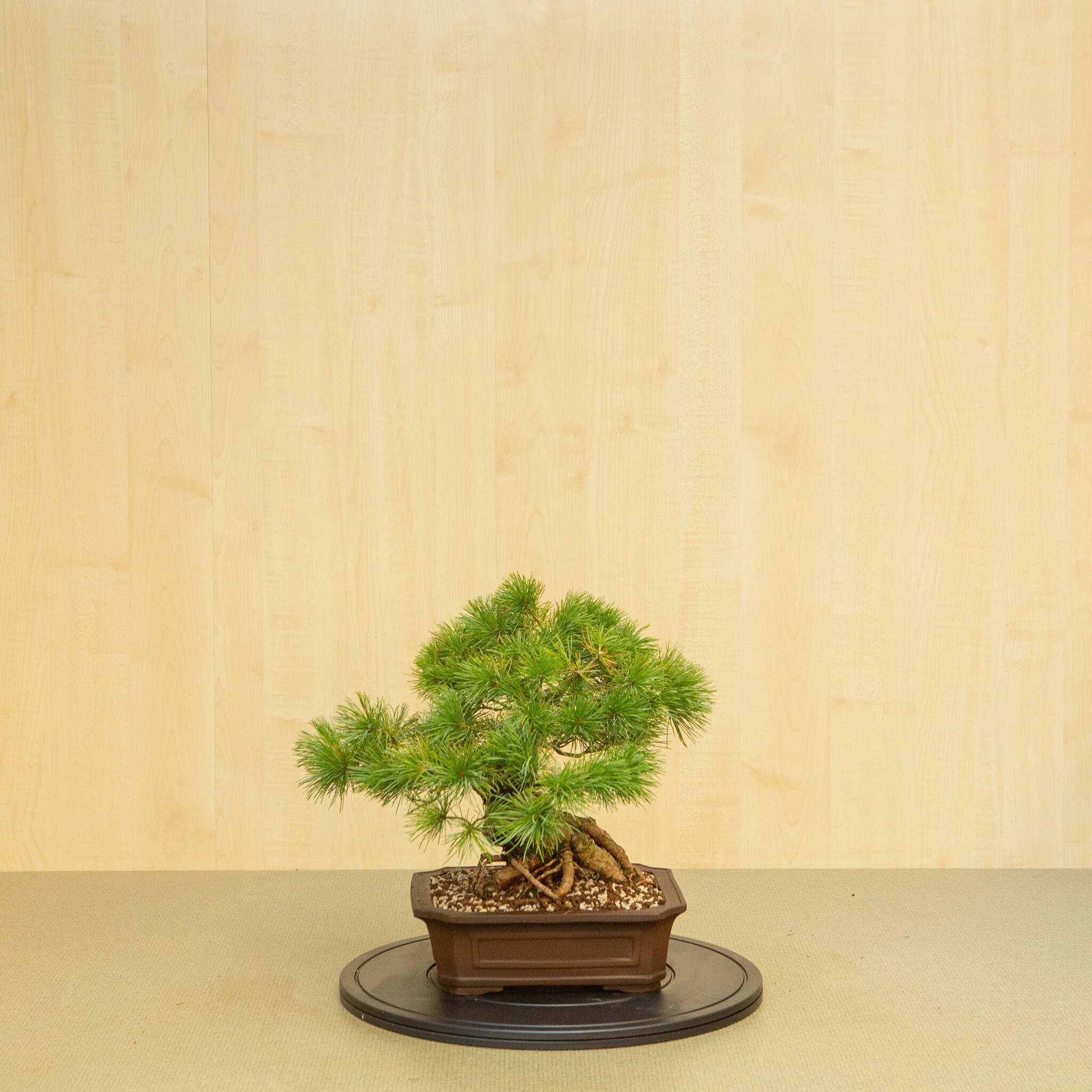 Pinus parviflora ongeglazuurde Mokko pot 26 cm, hoogte ~37 cm - Image 3