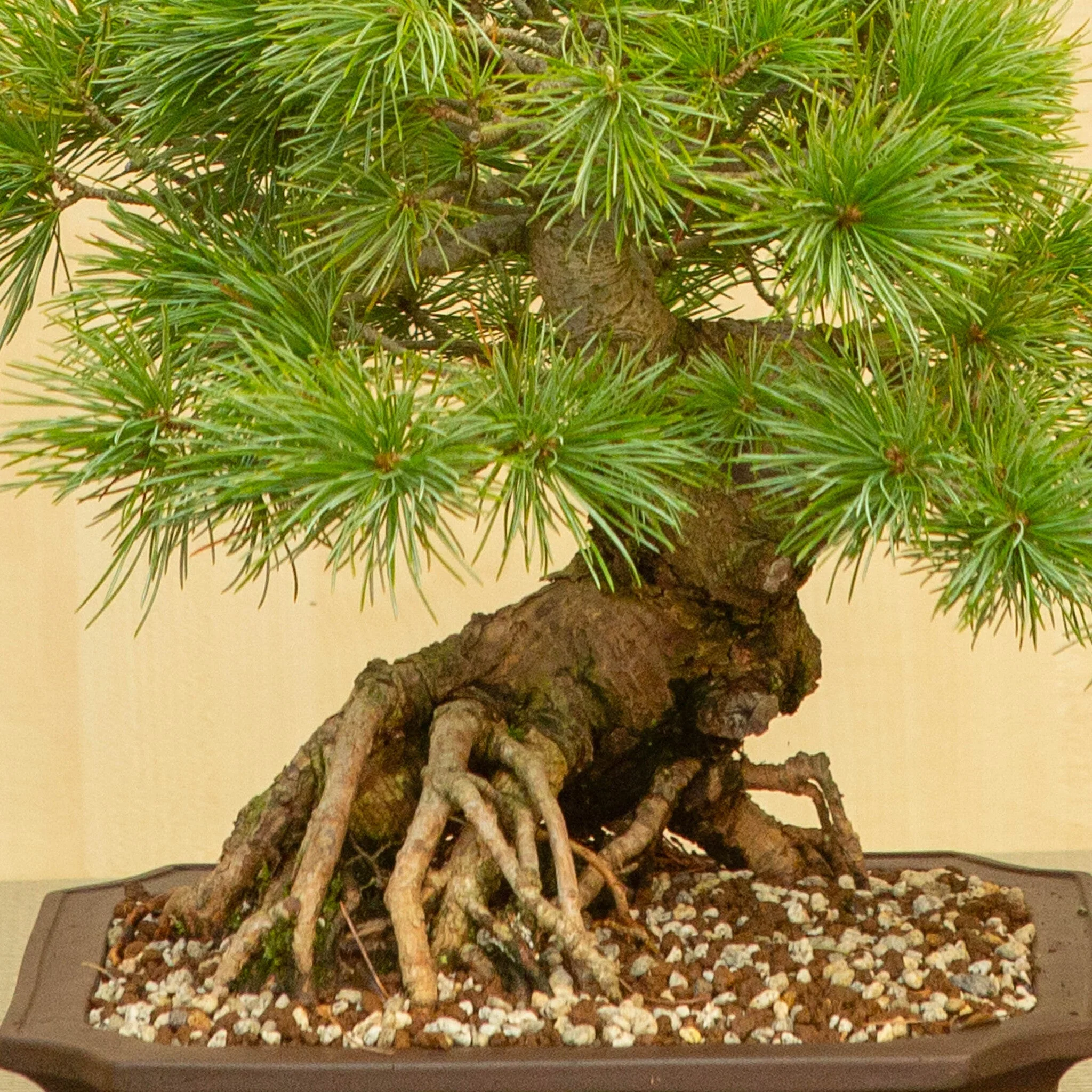 Pinus parviflora ongeglazuurde Mokko pot 26 cm, hoogte ~37 cm - Image 4