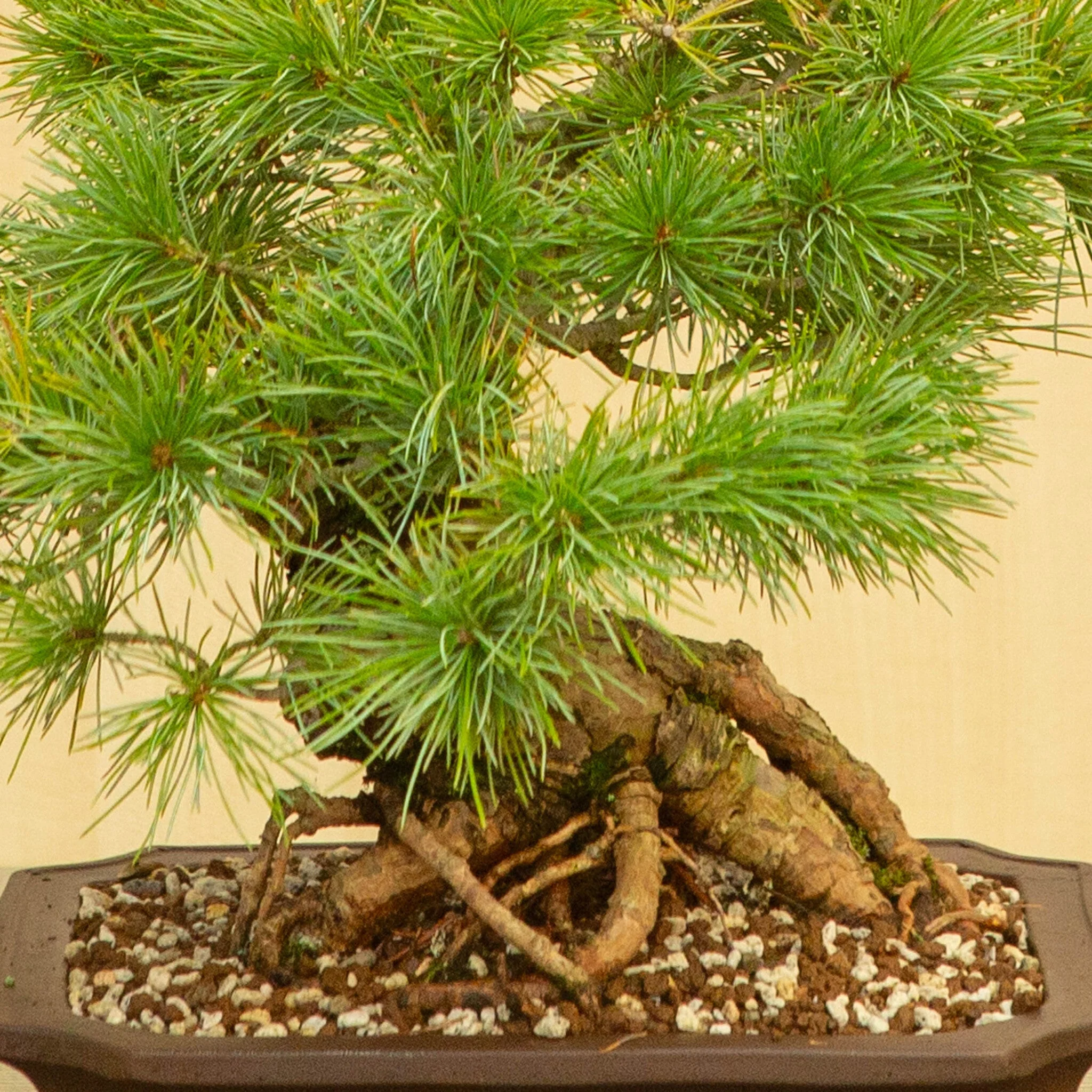 Pinus parviflora ongeglazuurde Mokko pot 26 cm, hoogte ~37 cm - Image 5