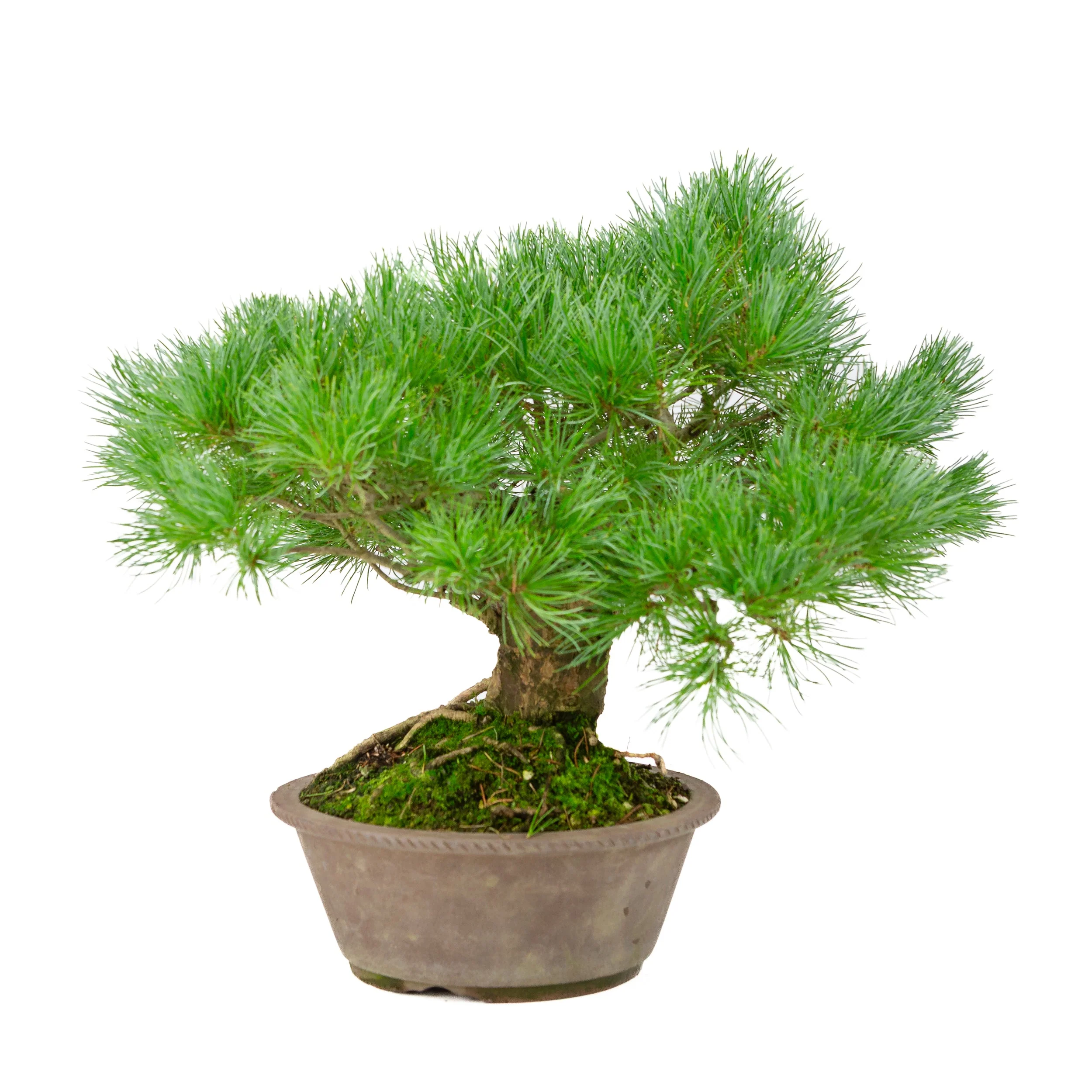 Pinus parviflora ongeglazuurde ronde pot 21cm, hoogte ~38cm - Image 2