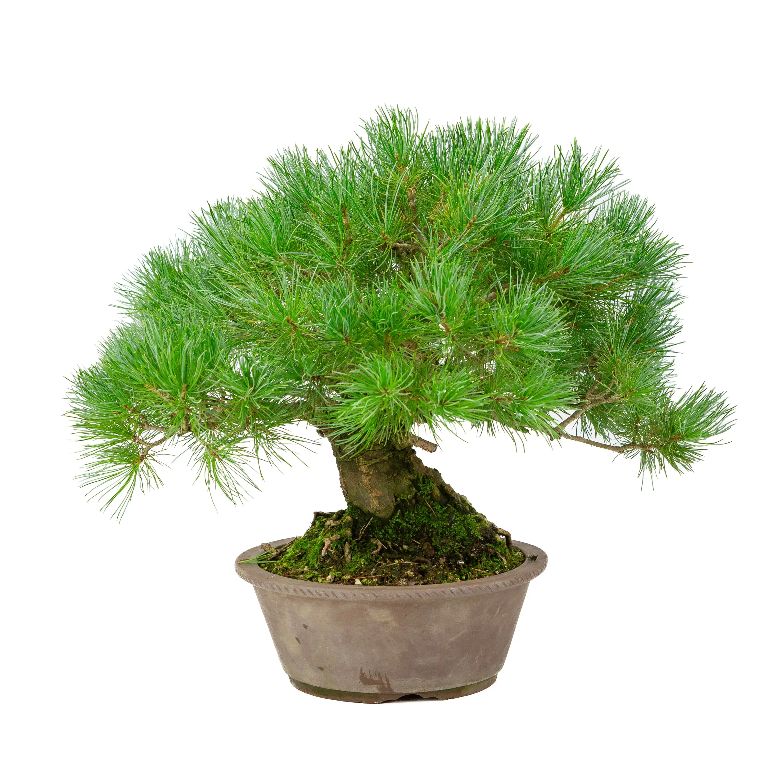 Pinus parviflora ongeglazuurde ronde pot 21cm, hoogte ~38cm - Image 3