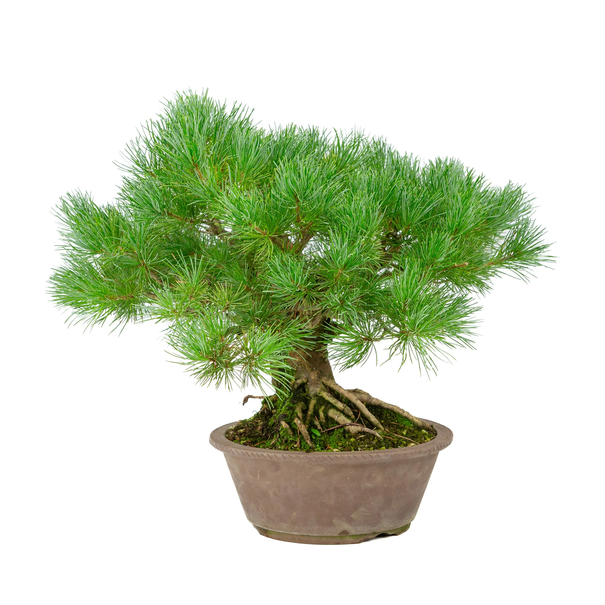 Pinus parviflora ongeglazuurde ronde pot 21cm, hoogte ~38cm - Image 4