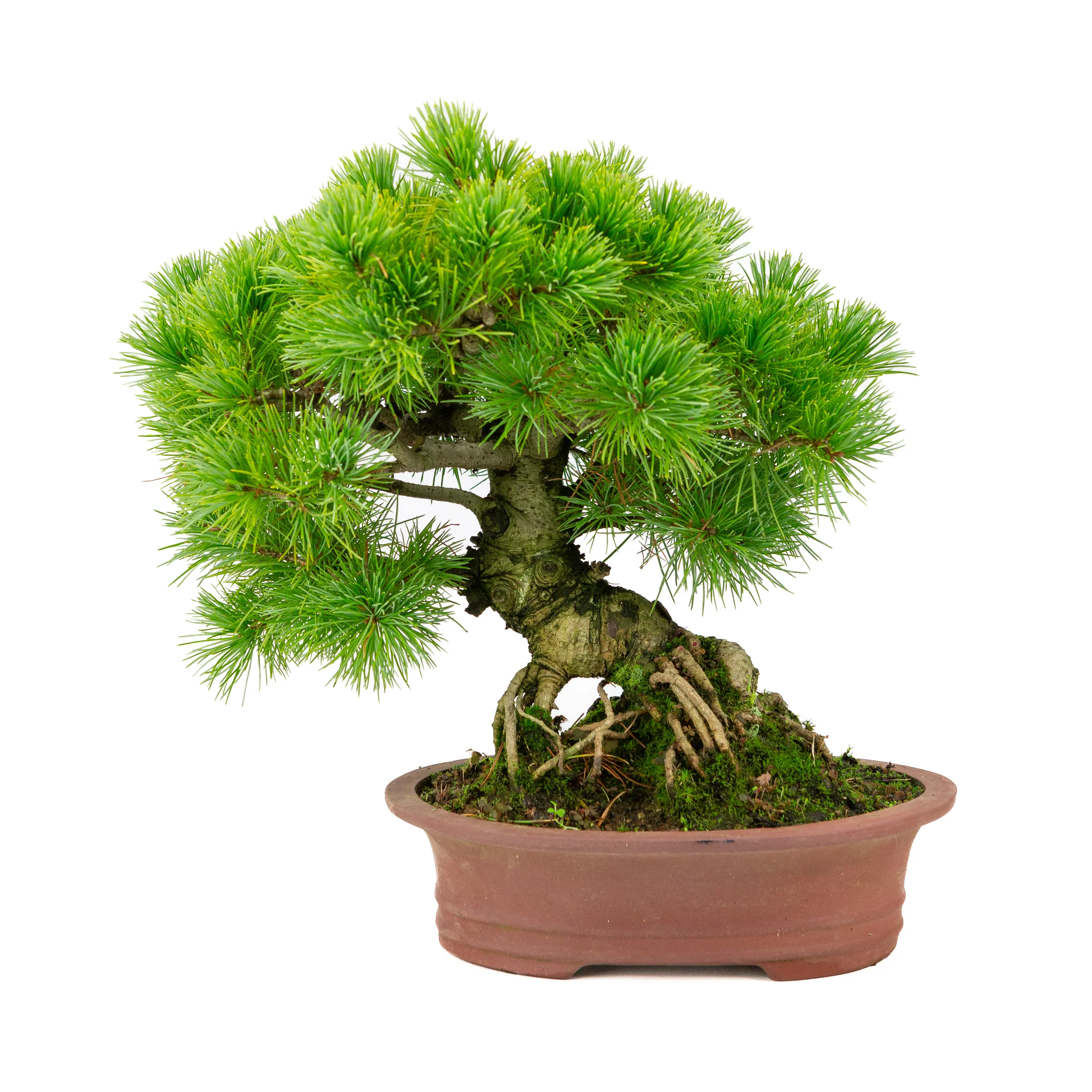 Pinus parviflora ongeglazuurde ovale pot 26cm, hoogte ~37cm