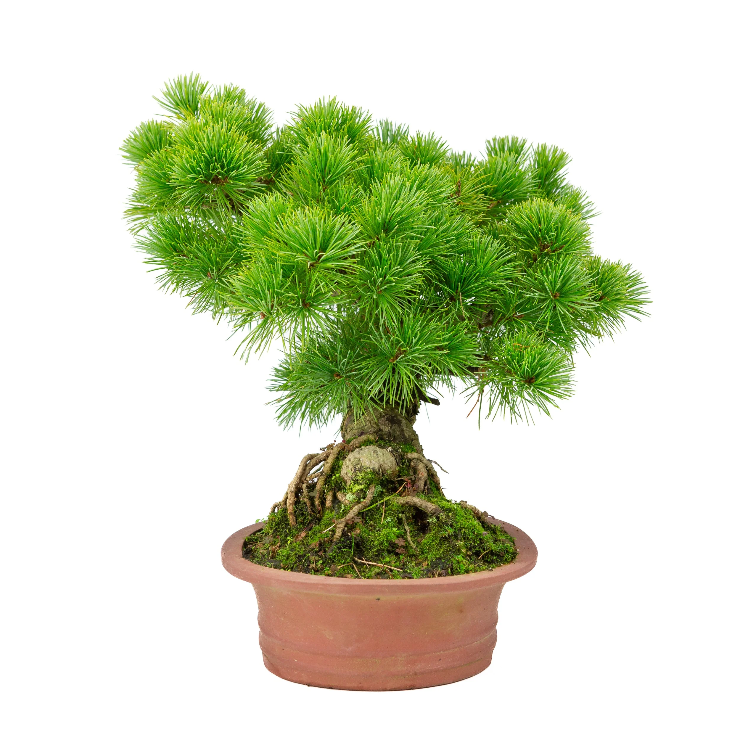 Pinus parviflora ongeglazuurde ovale pot 26cm, hoogte ~37cm - Image 2