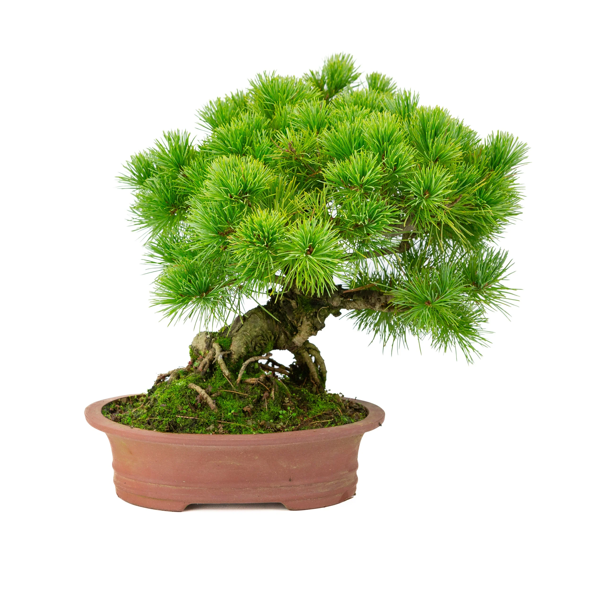 Pinus parviflora ongeglazuurde ovale pot 26cm, hoogte ~37cm - Image 3