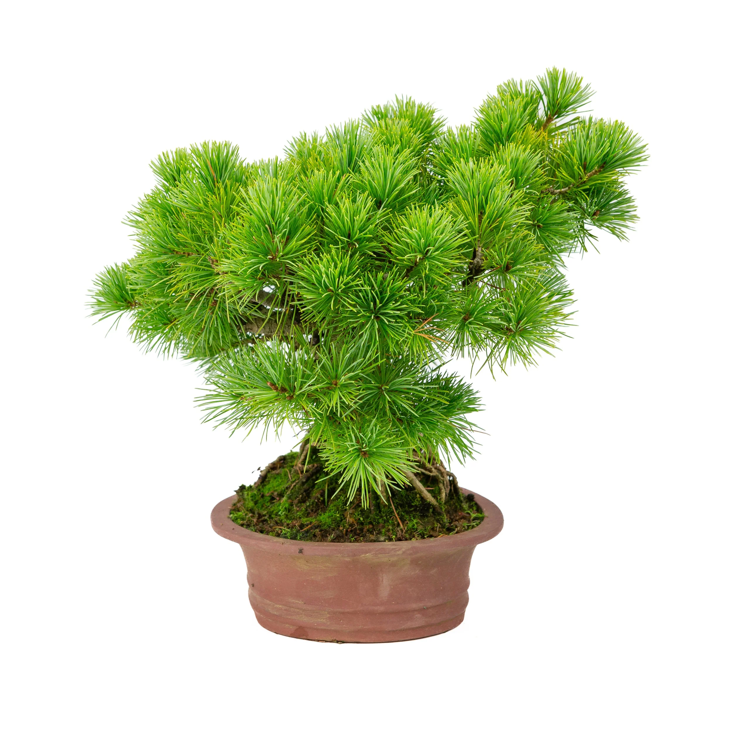 Pinus parviflora ongeglazuurde ovale pot 26cm, hoogte ~37cm - Image 4