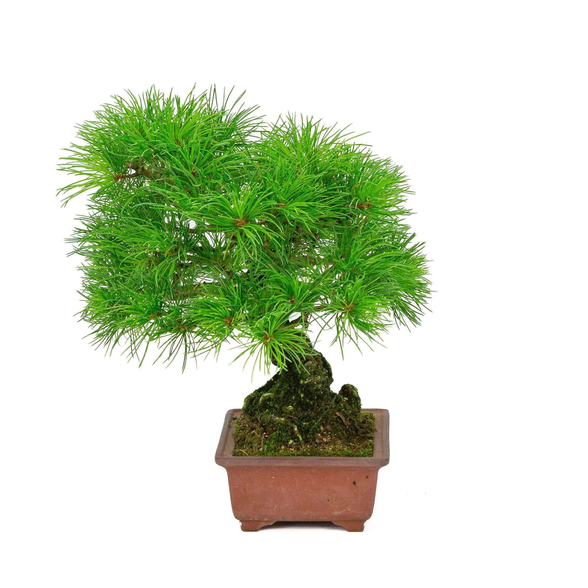 Miniatuur 2