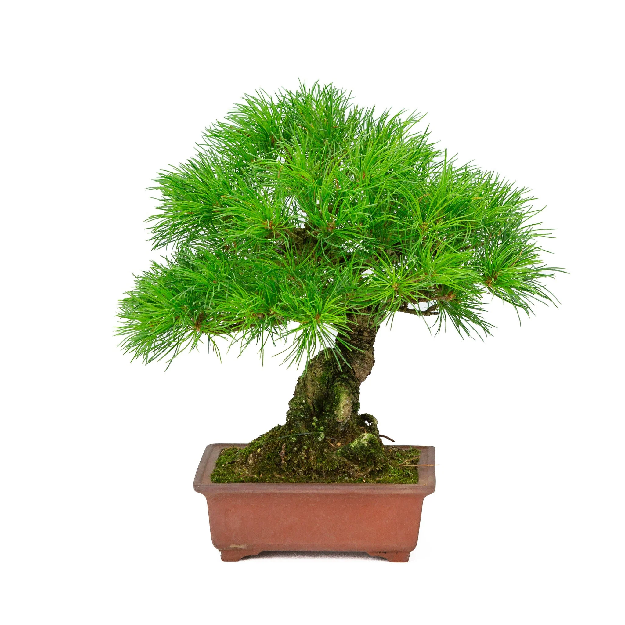 Pinus parviflora ongeglazuurde rechthoekige pot 15cm, hoogte ~28cm - Image 3