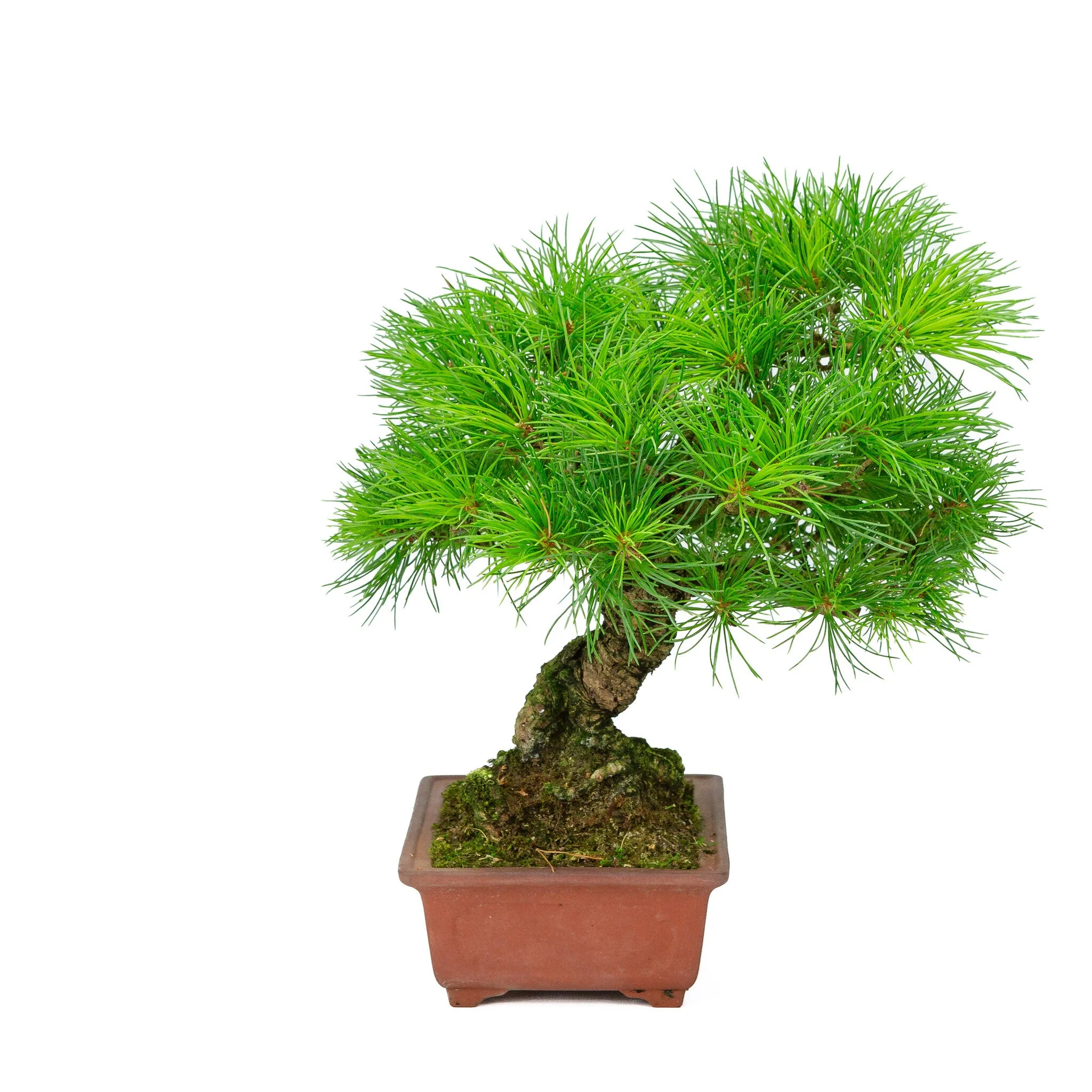 Pinus parviflora ongeglazuurde rechthoekige pot 15cm, hoogte ~28cm - Image 4