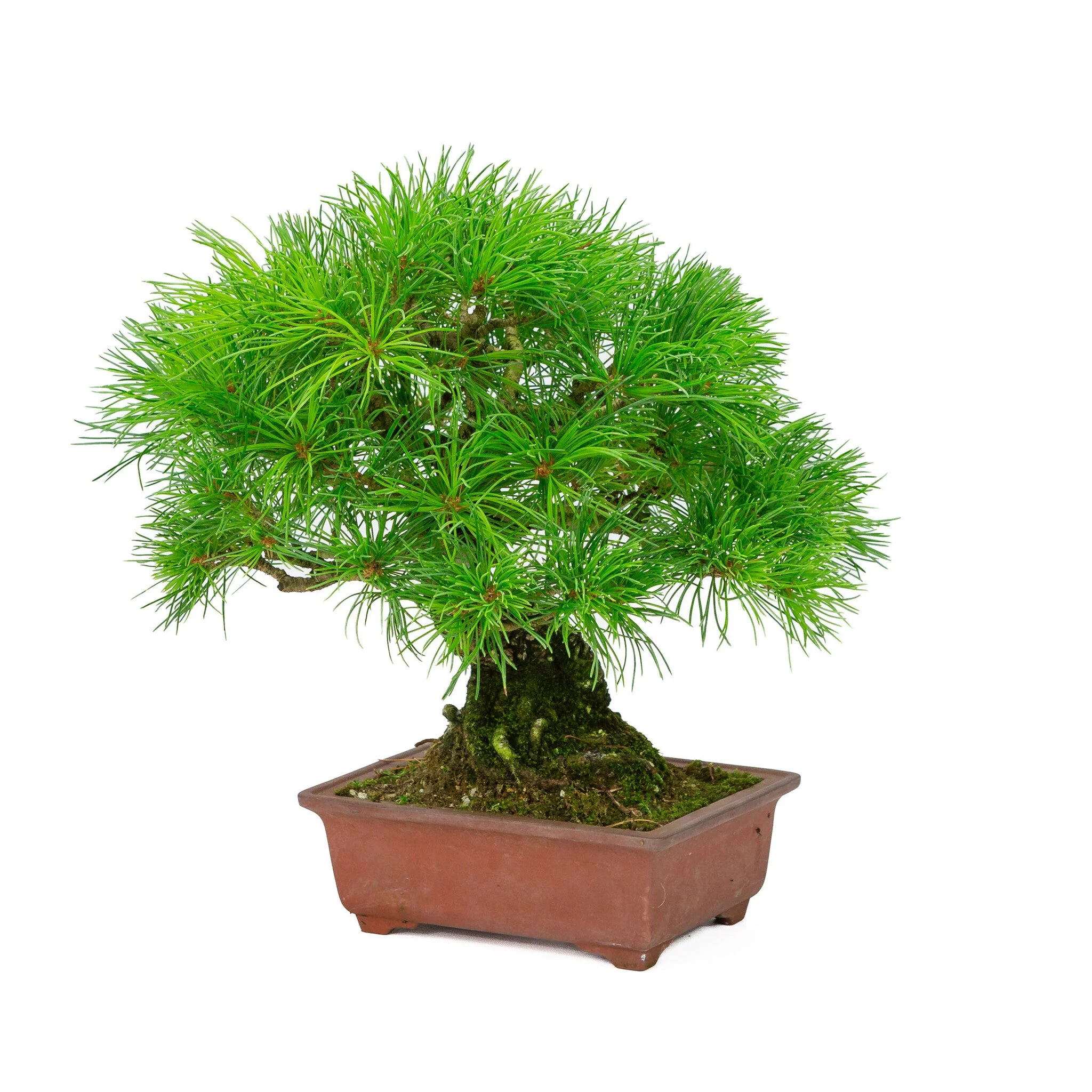 Pinus parviflora ongeglazuurde rechthoekige pot 15cm, hoogte ~28cm - Image 5