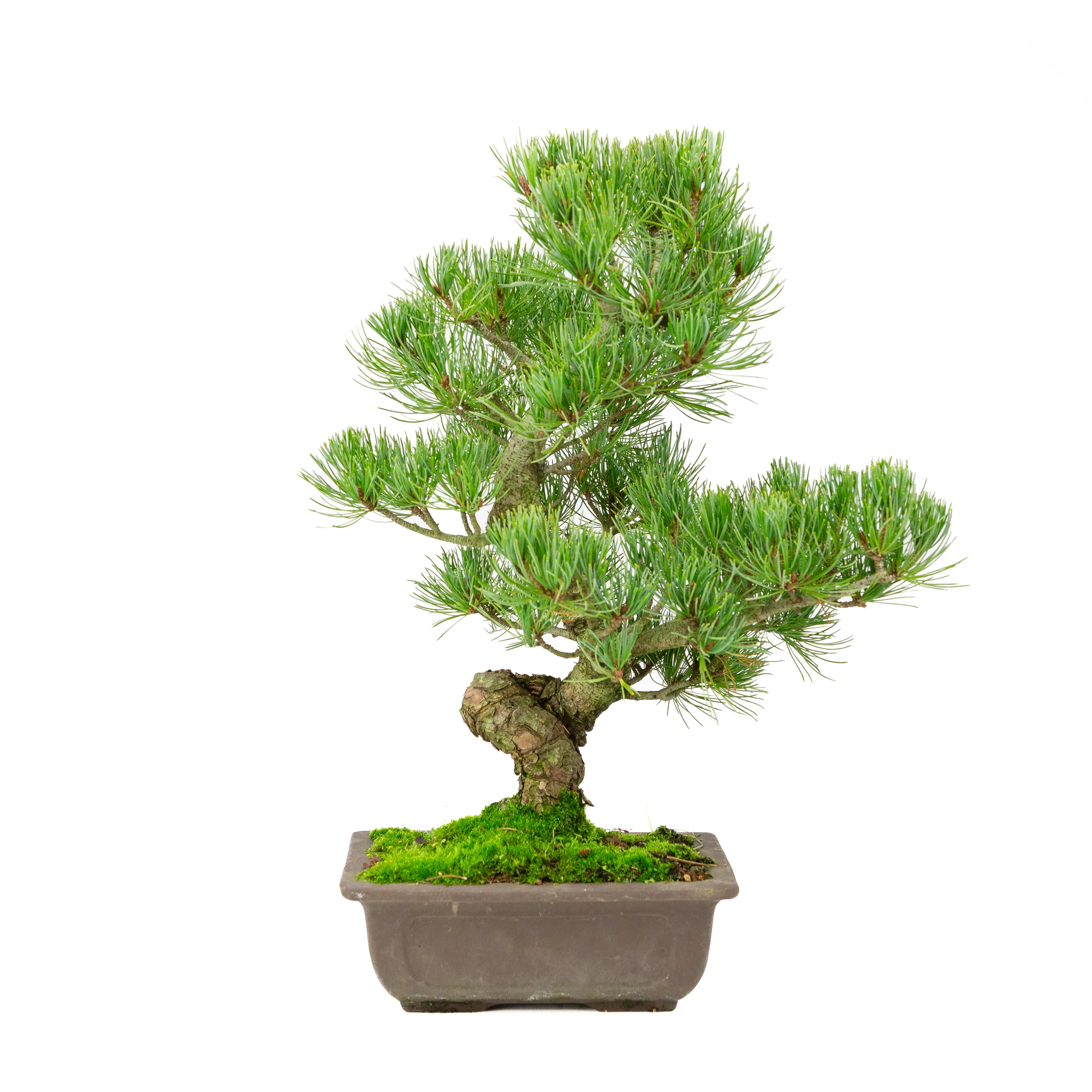 Miniatuur 1