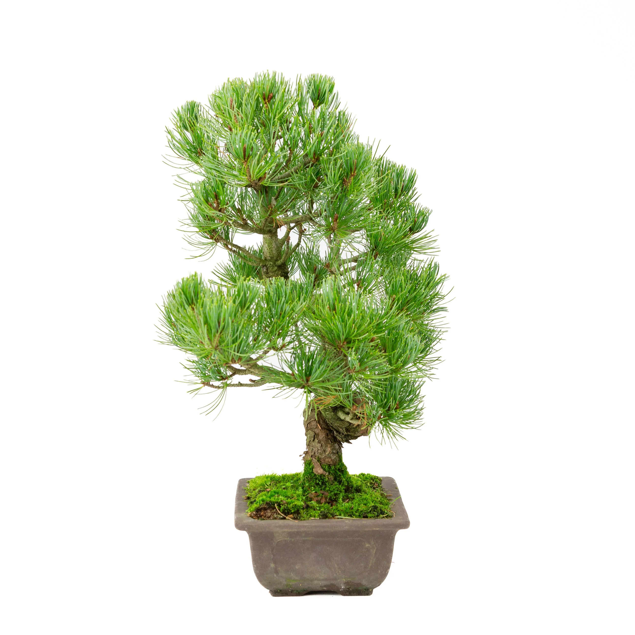Miniatuur 2
