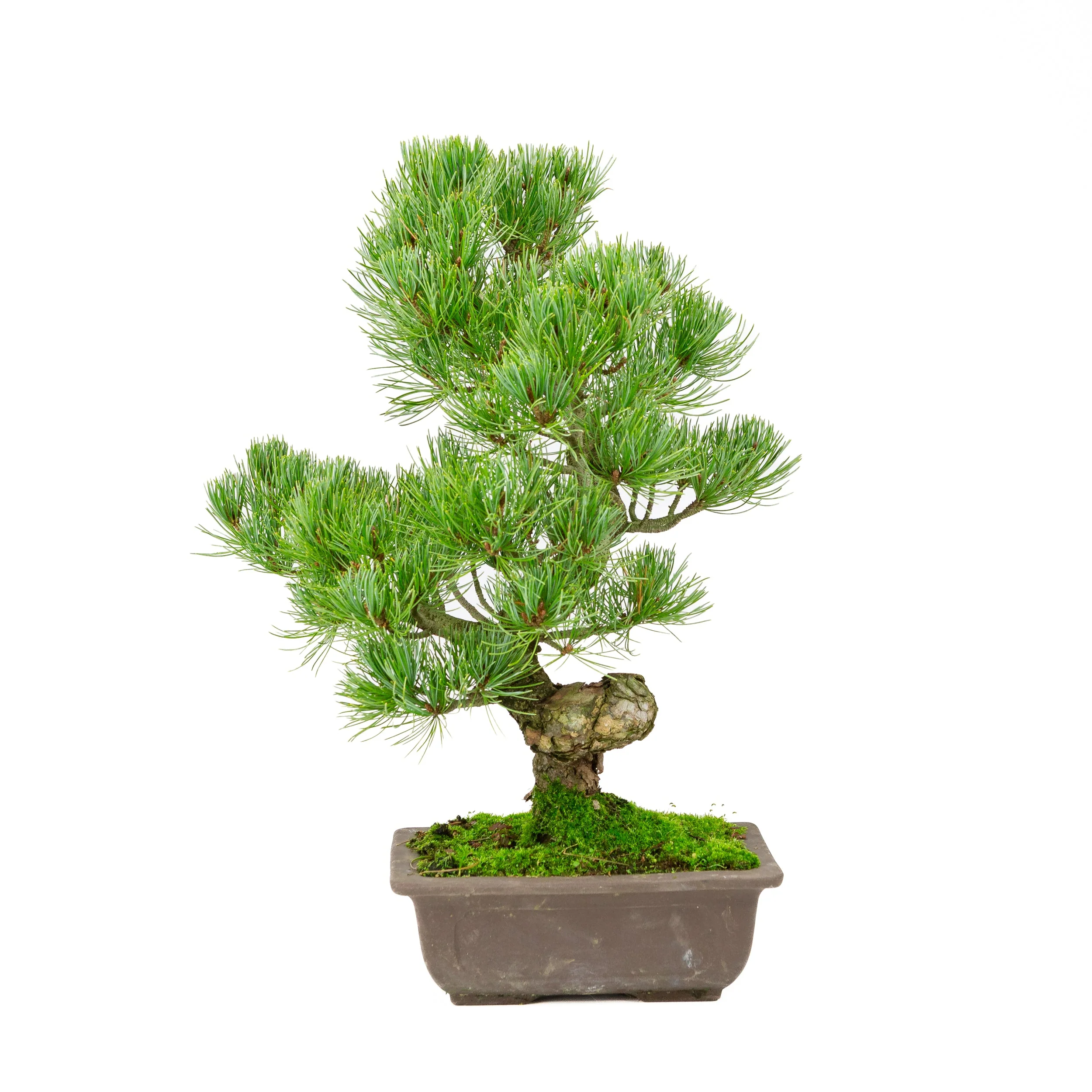 Pinus parviflora ongeglazuurde rechthoekige pot 20cm, hoogte ~44cm - Image 3