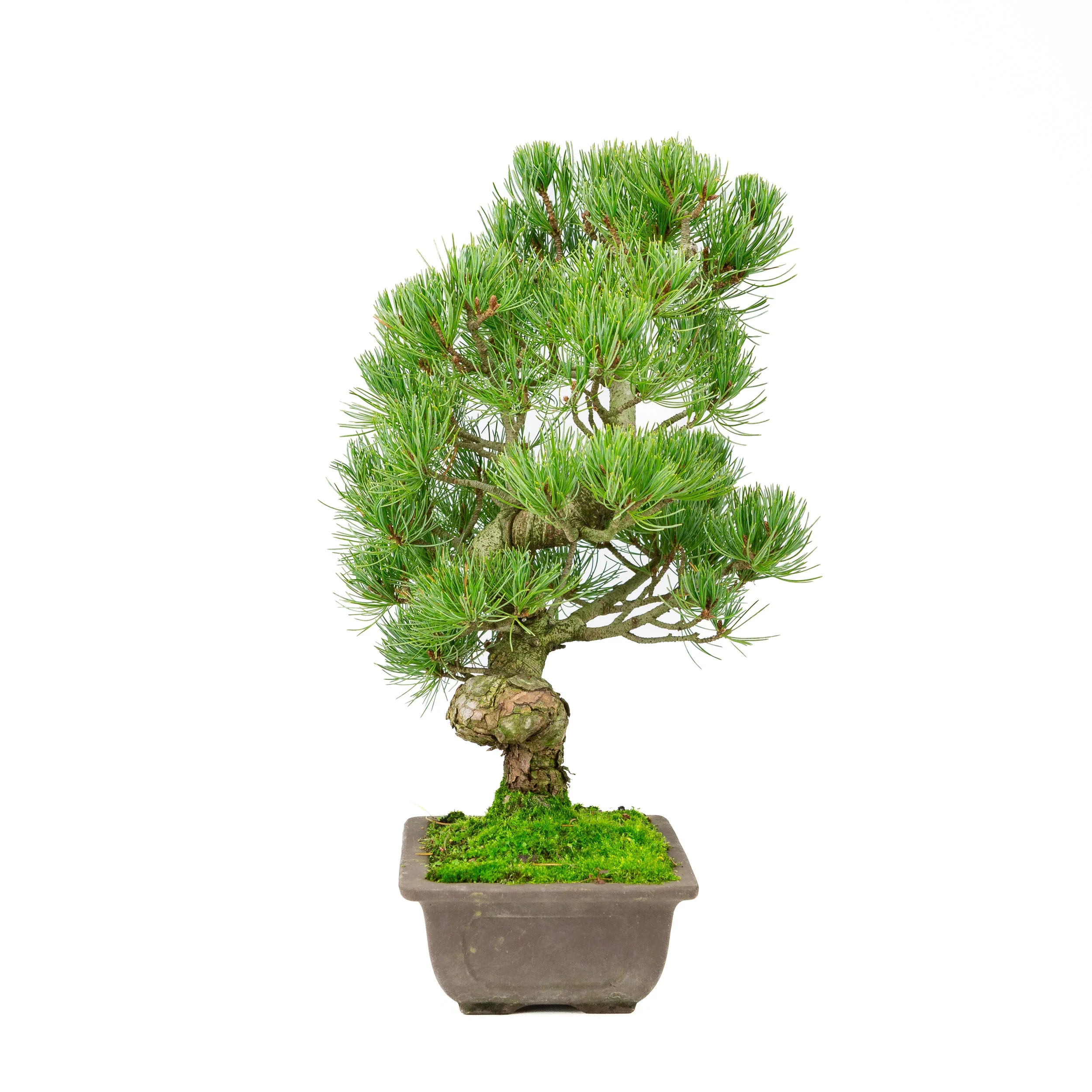 Pinus parviflora ongeglazuurde rechthoekige pot 20cm, hoogte ~44cm - Image 4