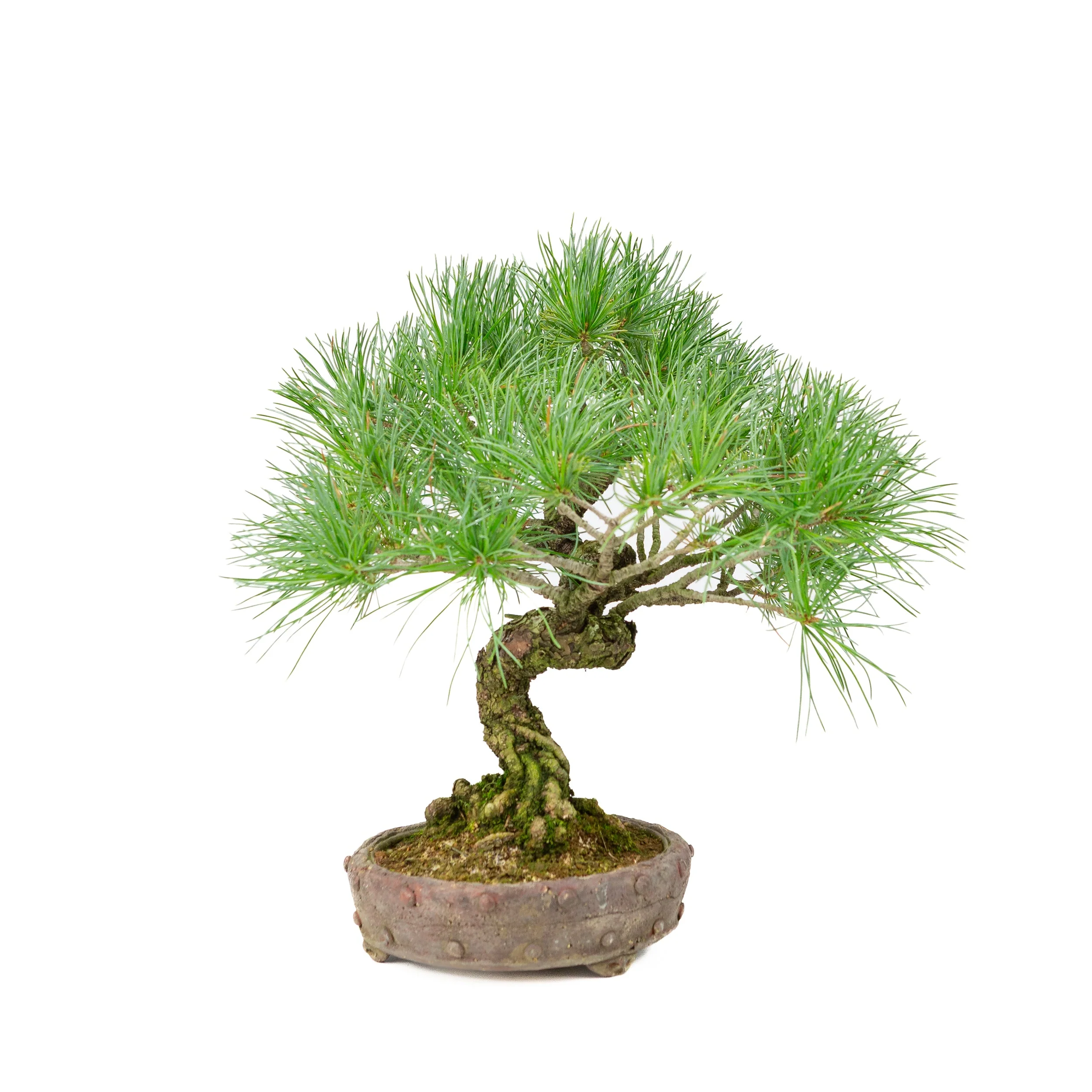 Miniatuur 2