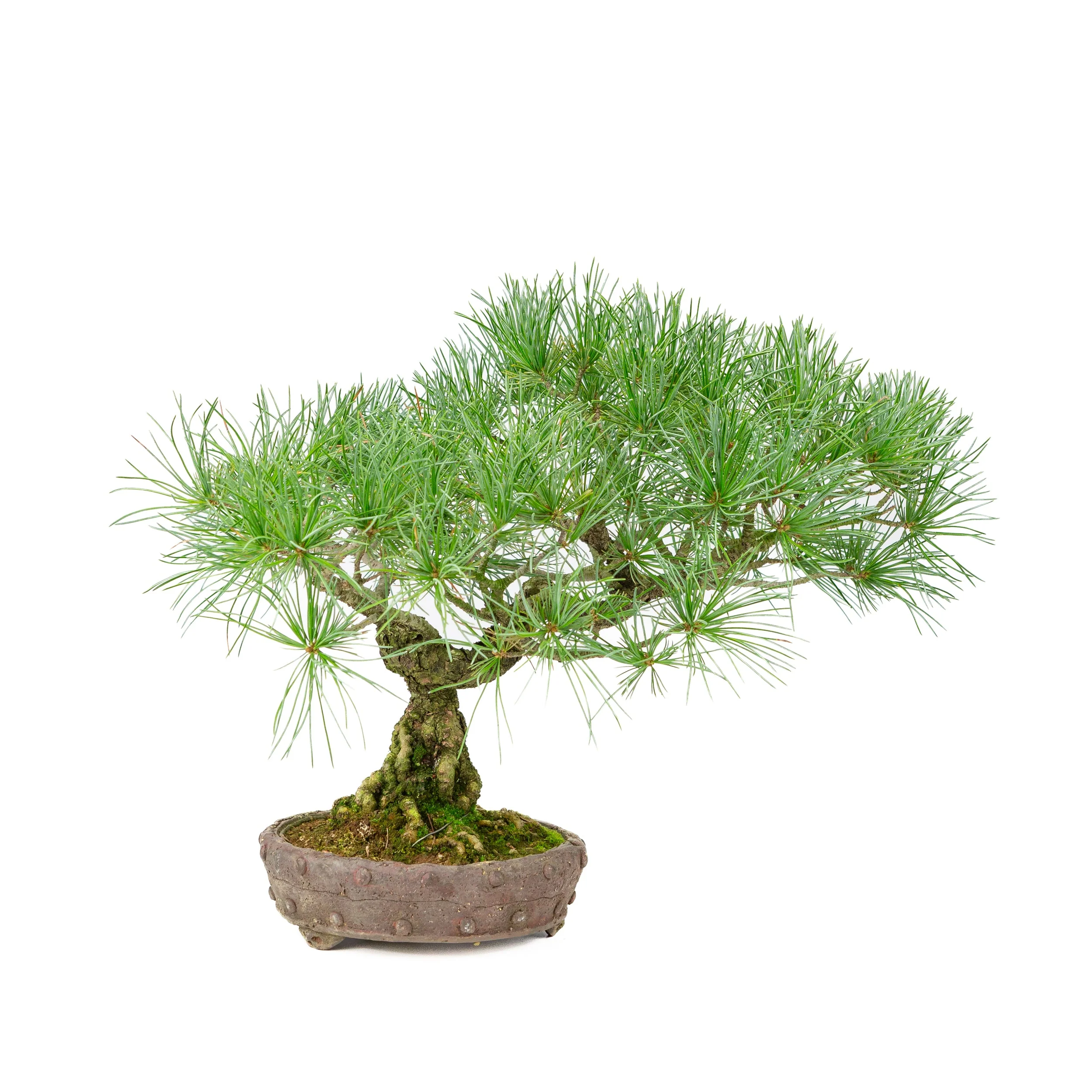 Pinus parviflora ongeglazuurde ronde pot 16cm, hoogte ~32cm - Image 3