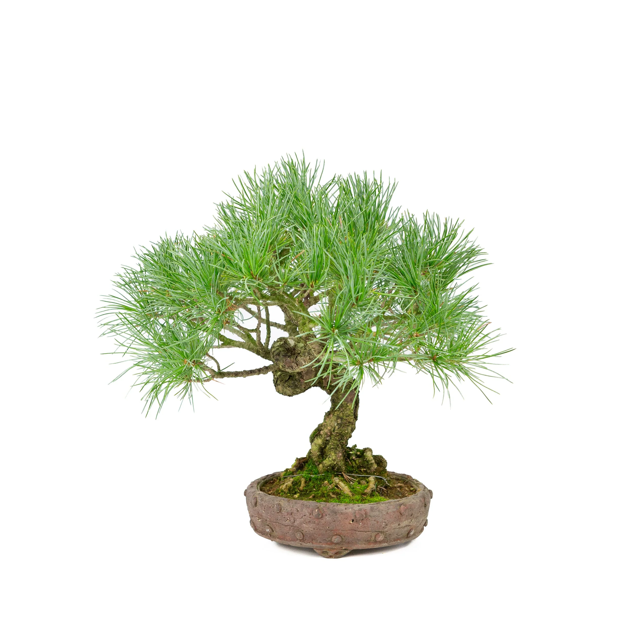 Pinus parviflora ongeglazuurde ronde pot 16cm, hoogte ~32cm - Image 4