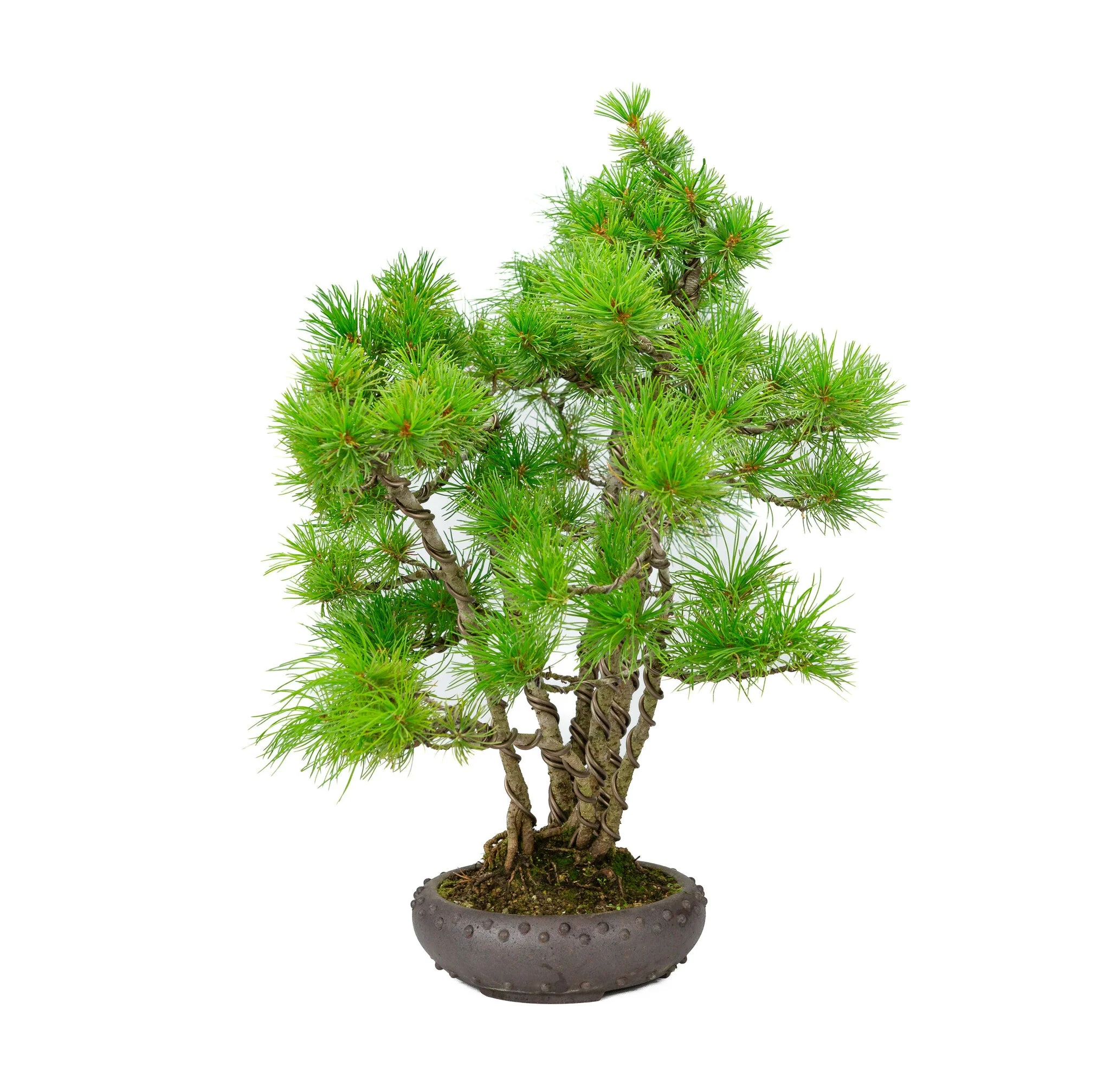 Miniatuur 2