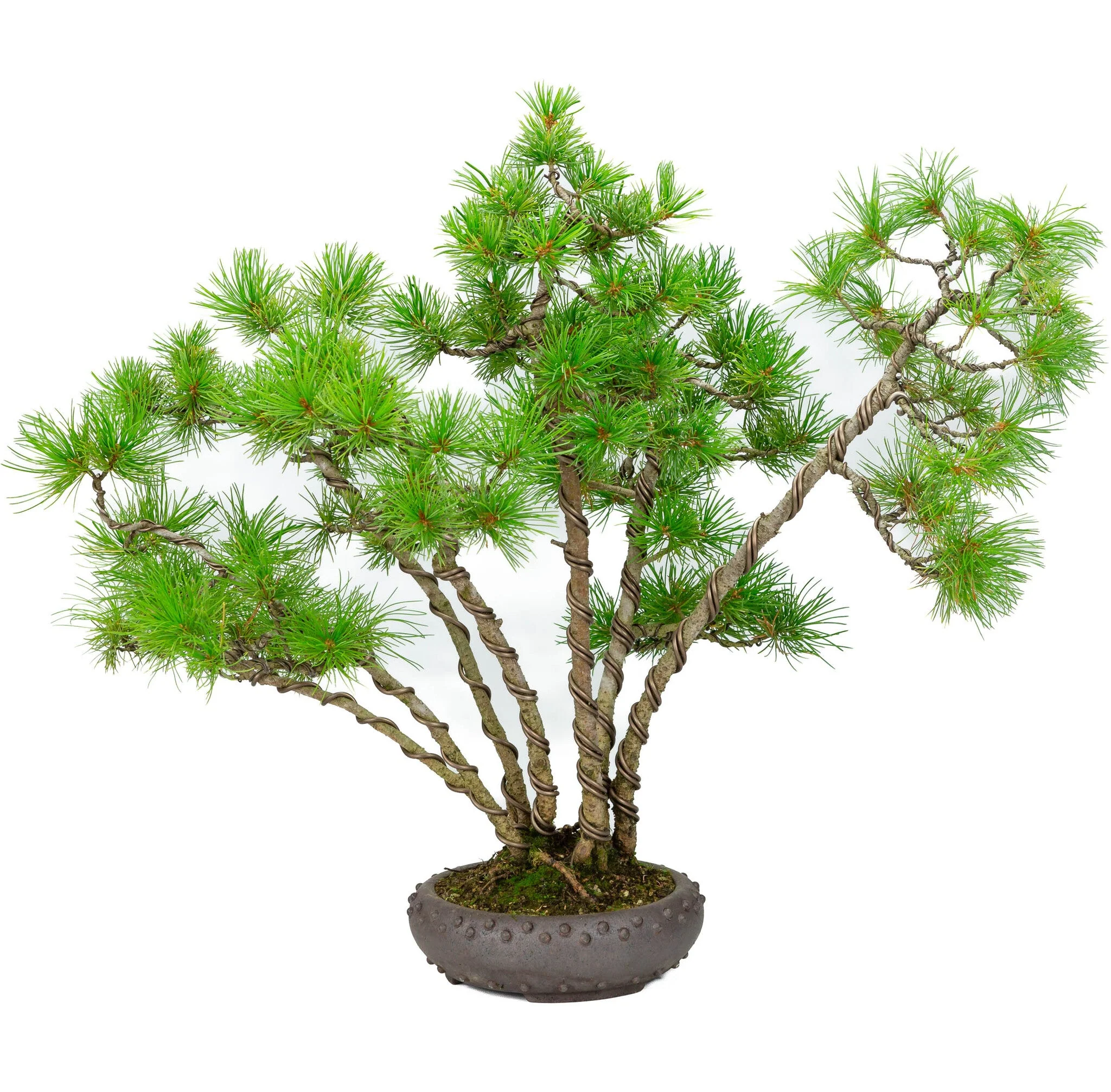 Pinus parviflora ongeglazuurde ronde trommel pot 19cm, hoogte ~50cm - Image 3