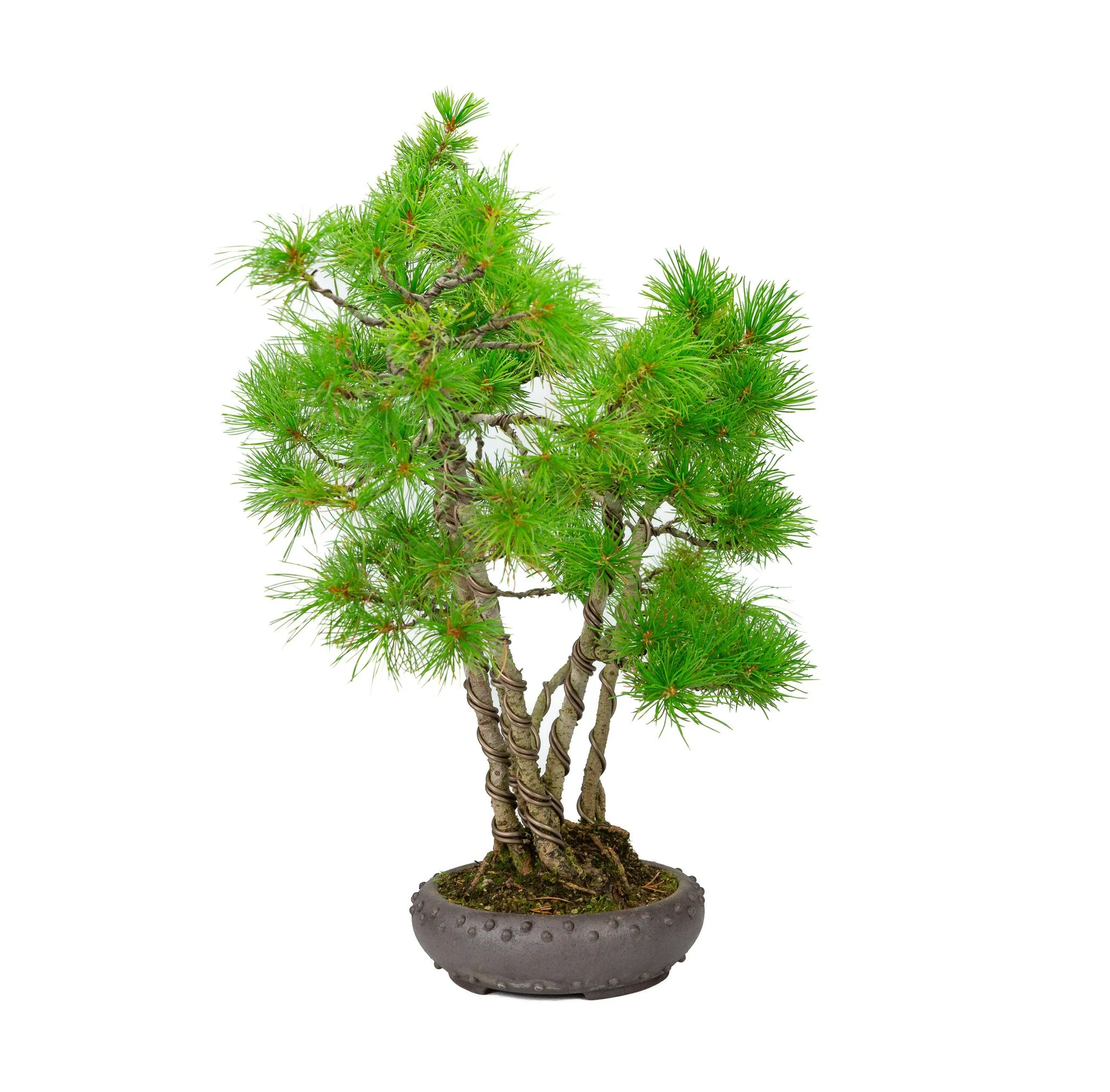 Pinus parviflora ongeglazuurde ronde trommel pot 19cm, hoogte ~50cm - Image 4