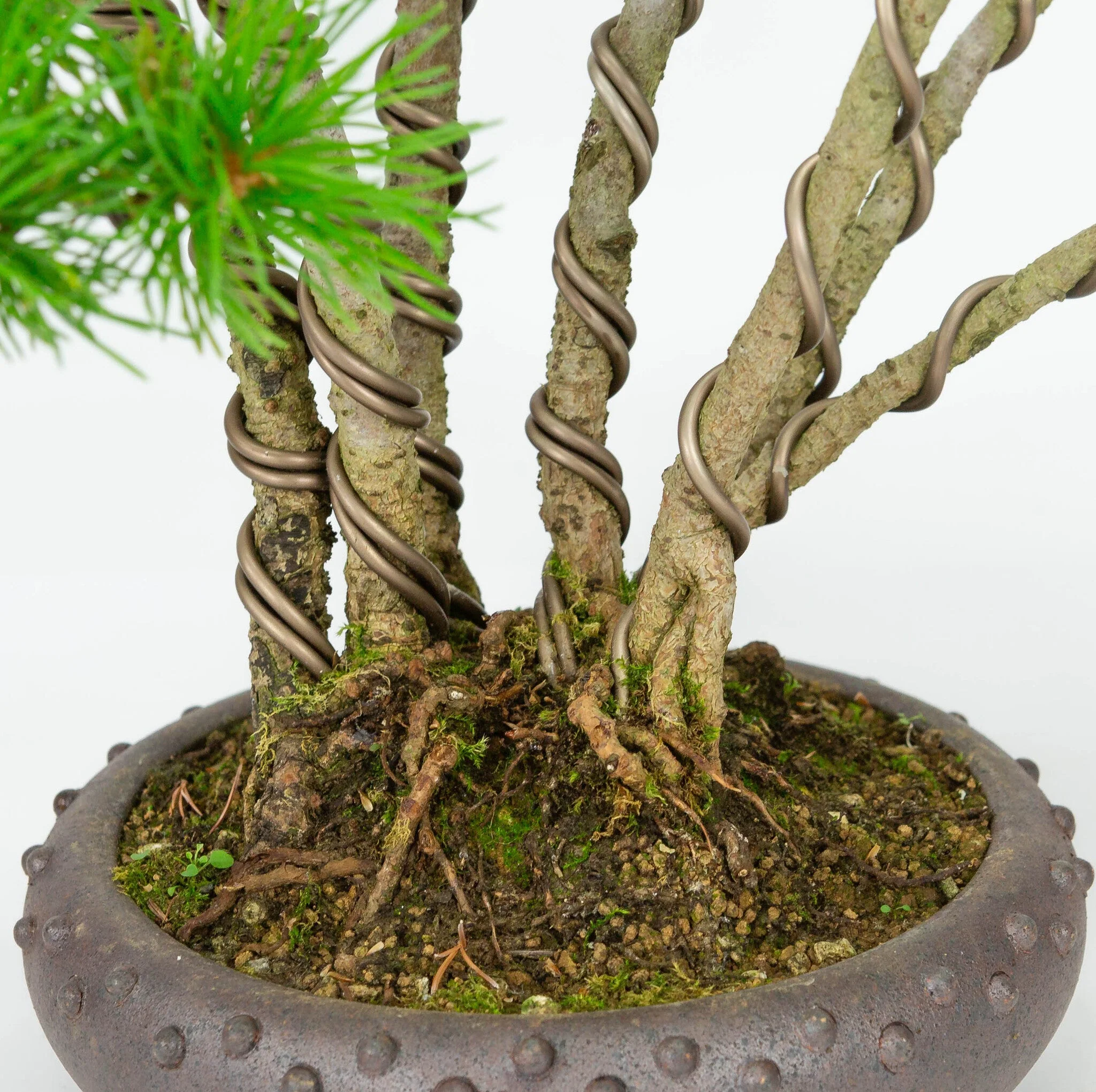 Pinus parviflora ongeglazuurde ronde trommel pot 19cm, hoogte ~50cm - Image 5