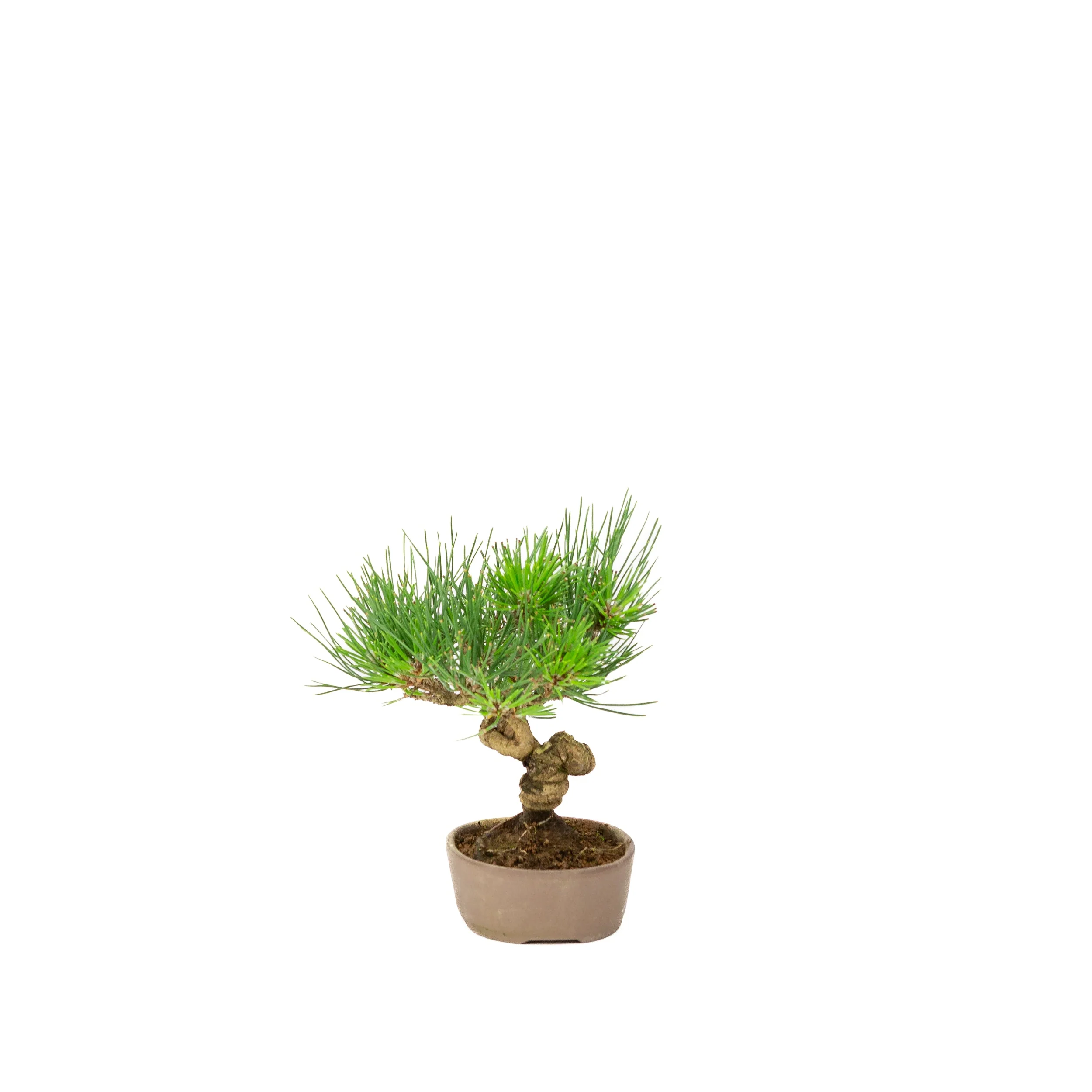 Pinus thunbergii ongeglazuurde pot 12m, hoogte ~20cm - Image 2