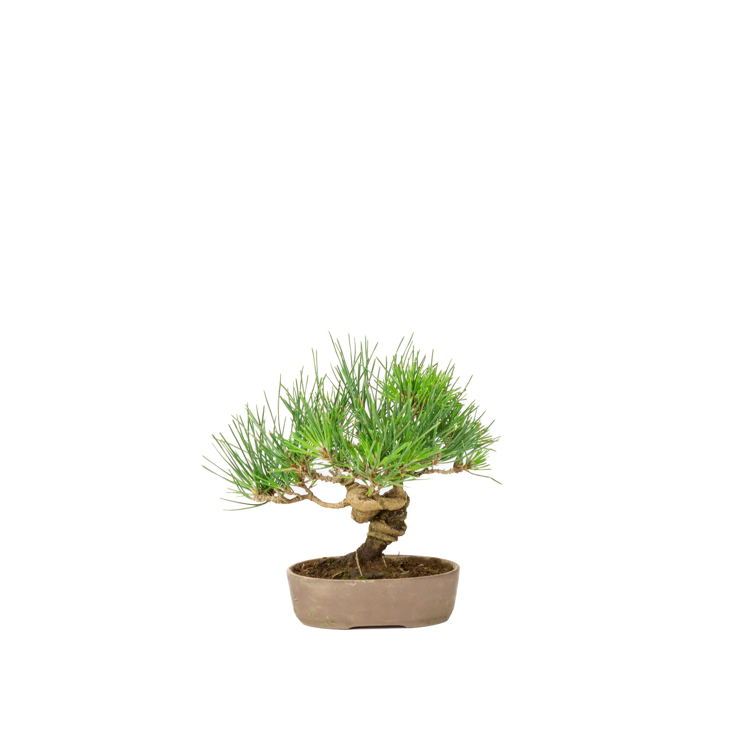 Pinus thunbergii ongeglazuurde pot 12m, hoogte ~20cm - Image 3