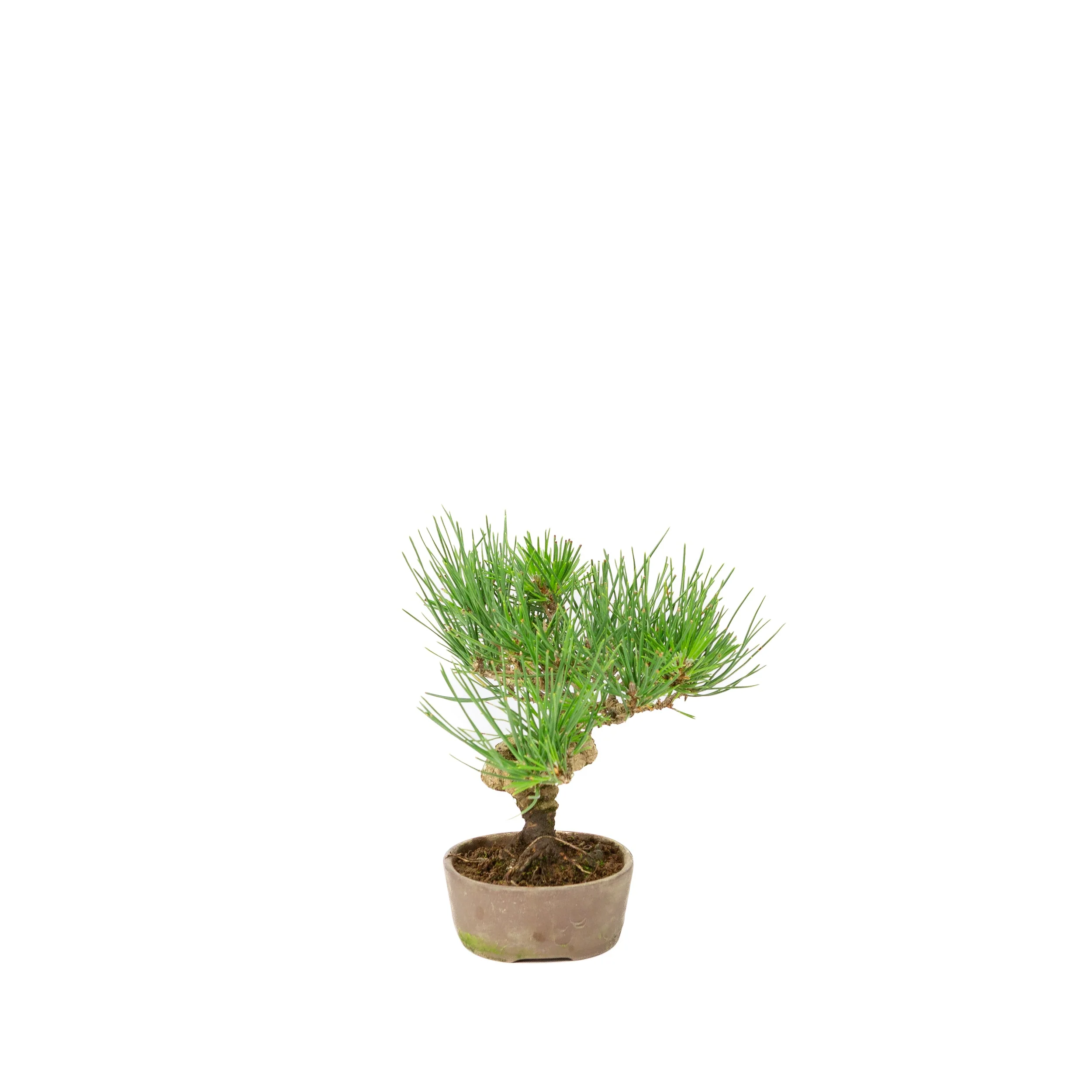Pinus thunbergii ongeglazuurde pot 12m, hoogte ~20cm - Image 4