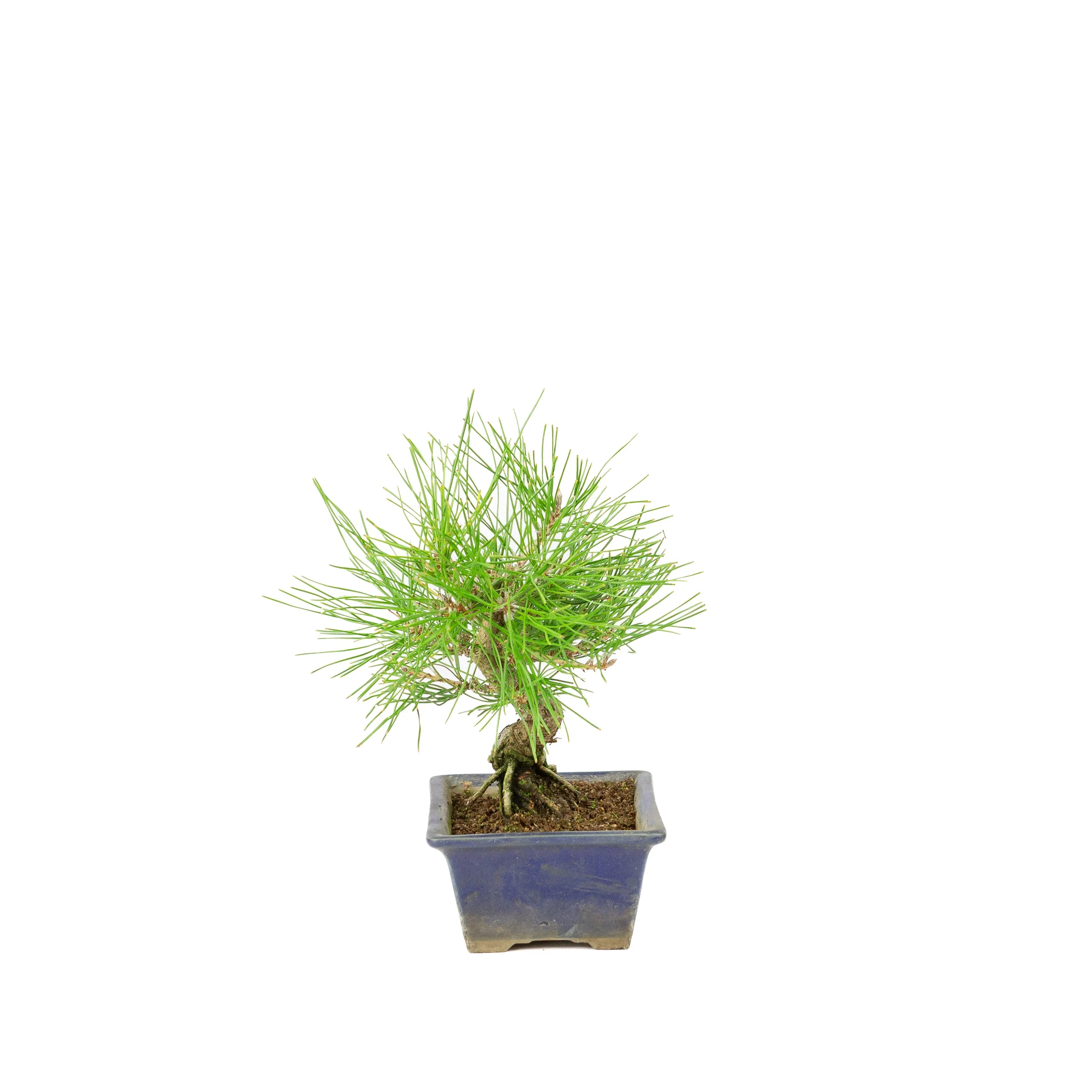 Pinus thunbergii blauwe pot 14m, hoogte ~25cm - Image 2