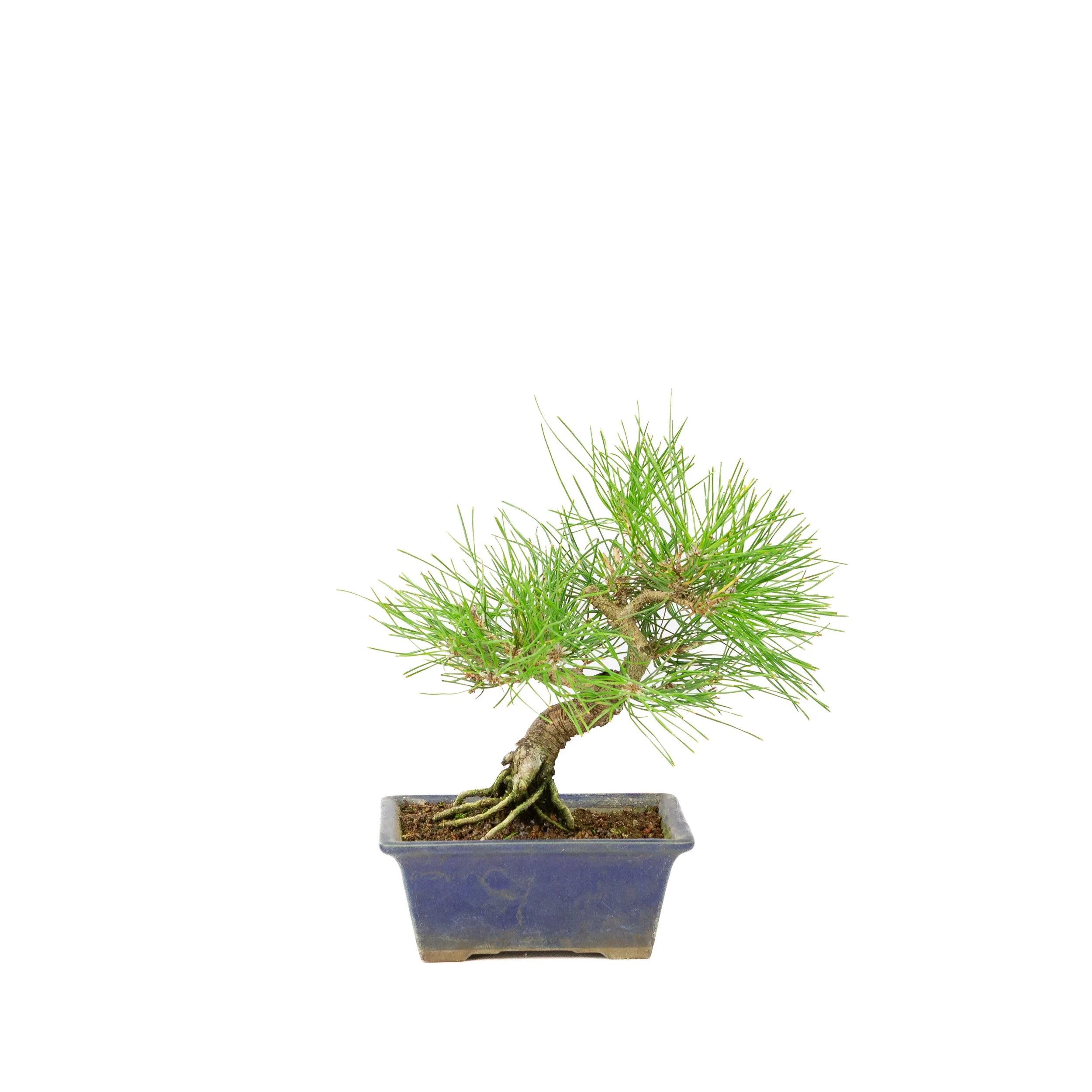 Pinus thunbergii blauwe pot 14m, hoogte ~25cm - Image 3