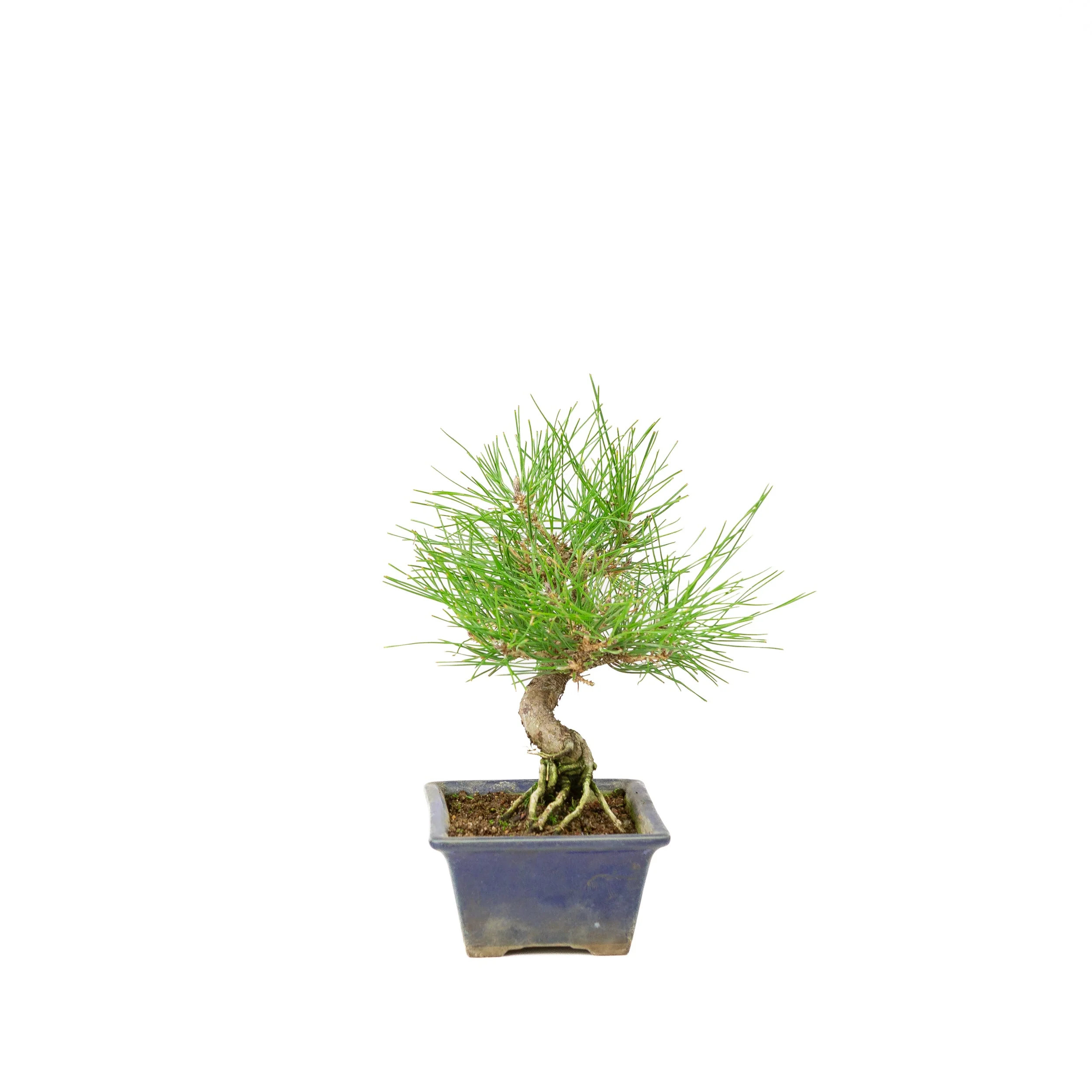 Pinus thunbergii blauwe pot 14m, hoogte ~25cm - Image 4