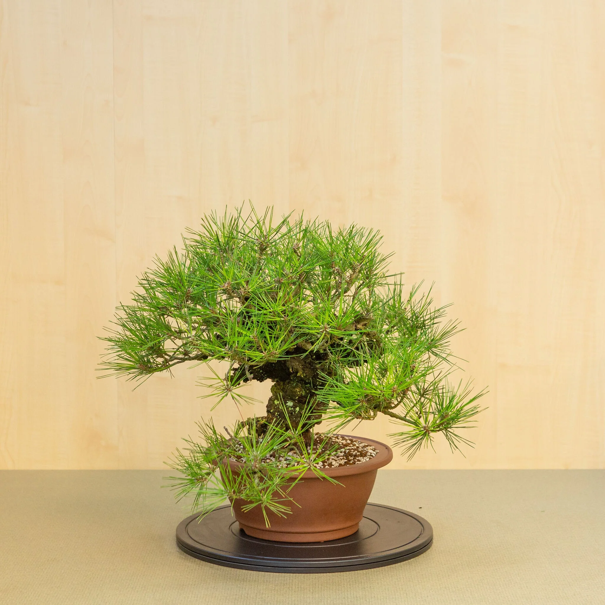 Miniatuur 2
