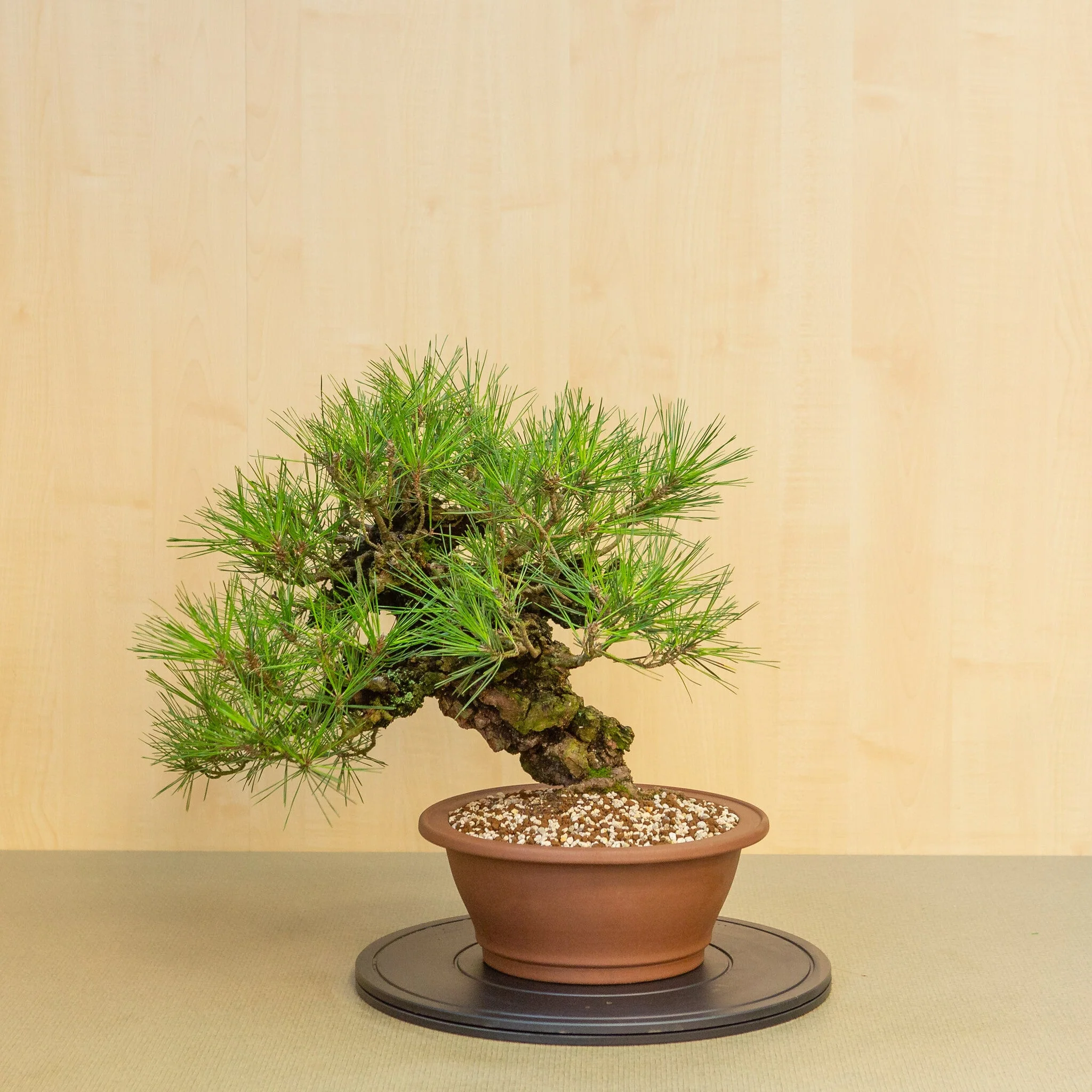 Pinus thunbergii corticosa ongeglazuurde pot 29 cm, hoogte ~50cm - Image 3
